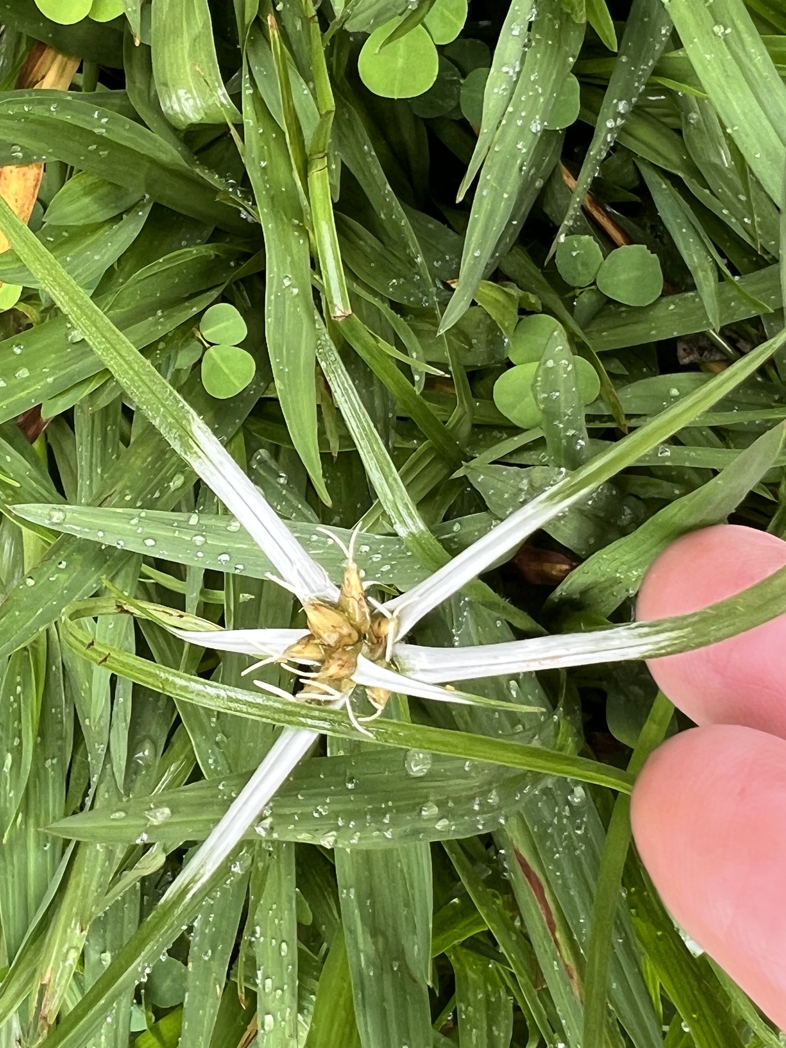 Photo of yerba de estrella (7/11)