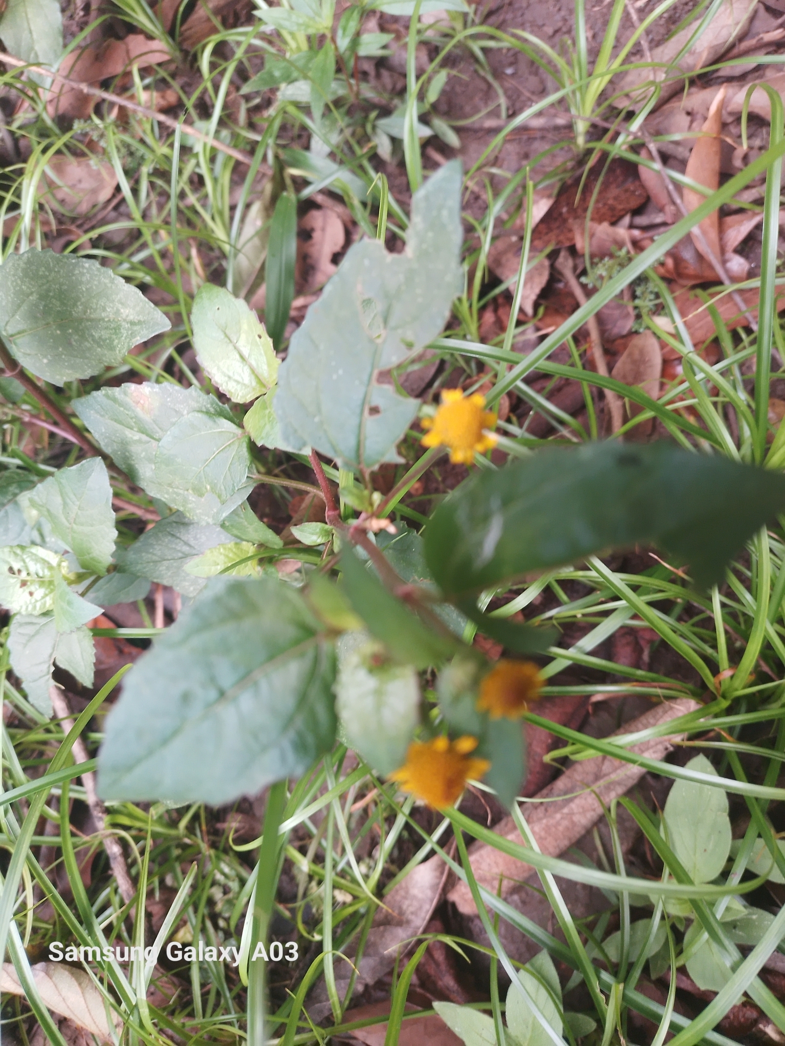 Photo of Plantae (2/8)