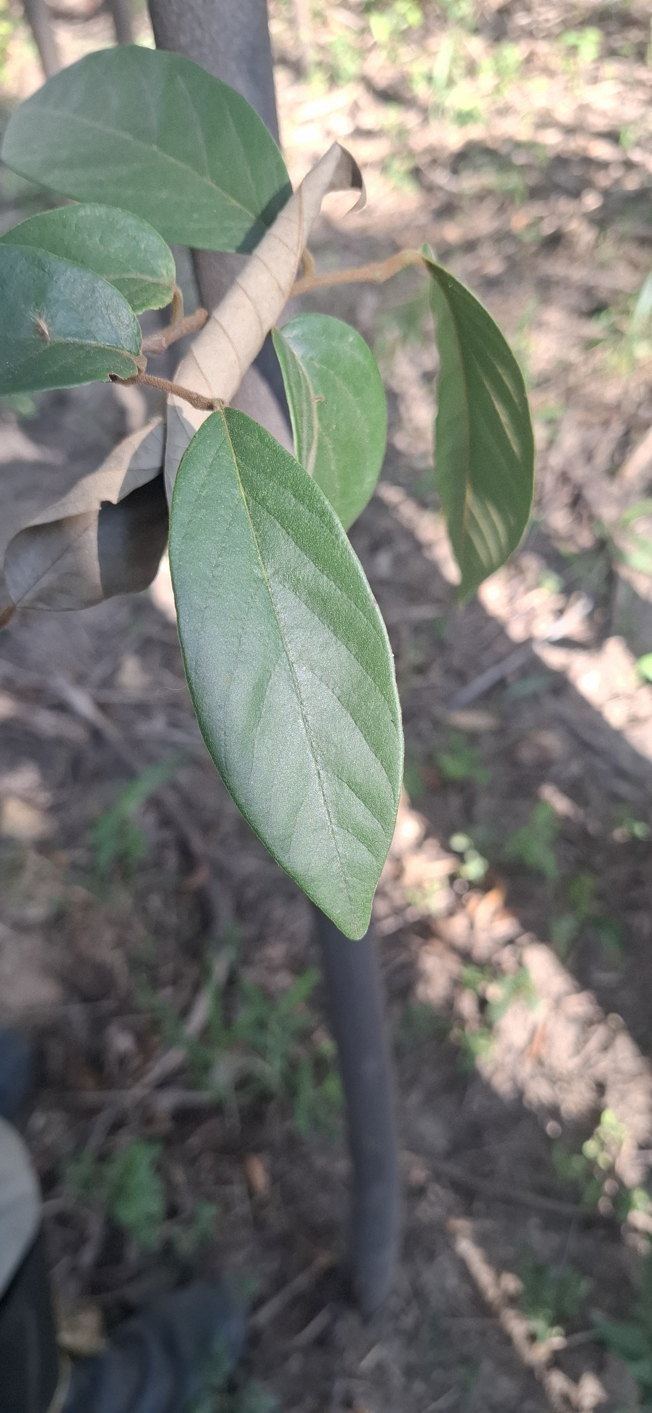 Photo of Annona sylvatica (3/12)