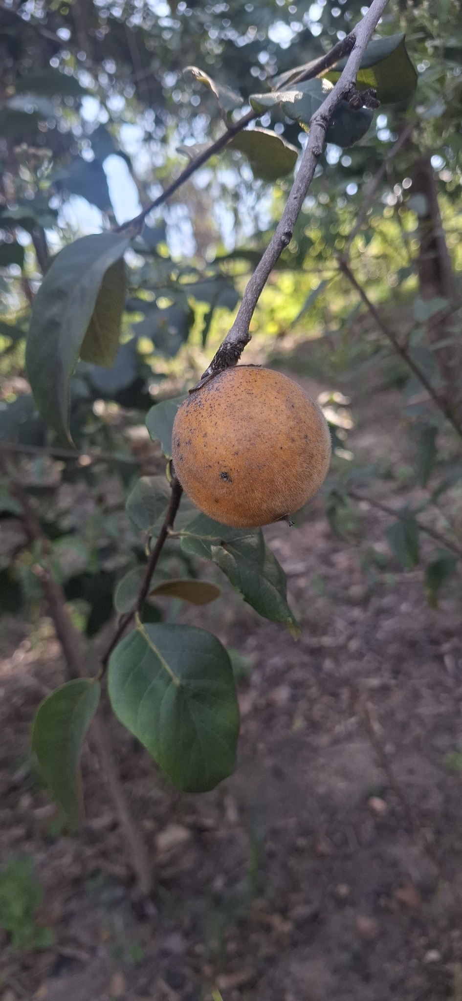 Photo of Diospyros lasiocalyx (4/12)