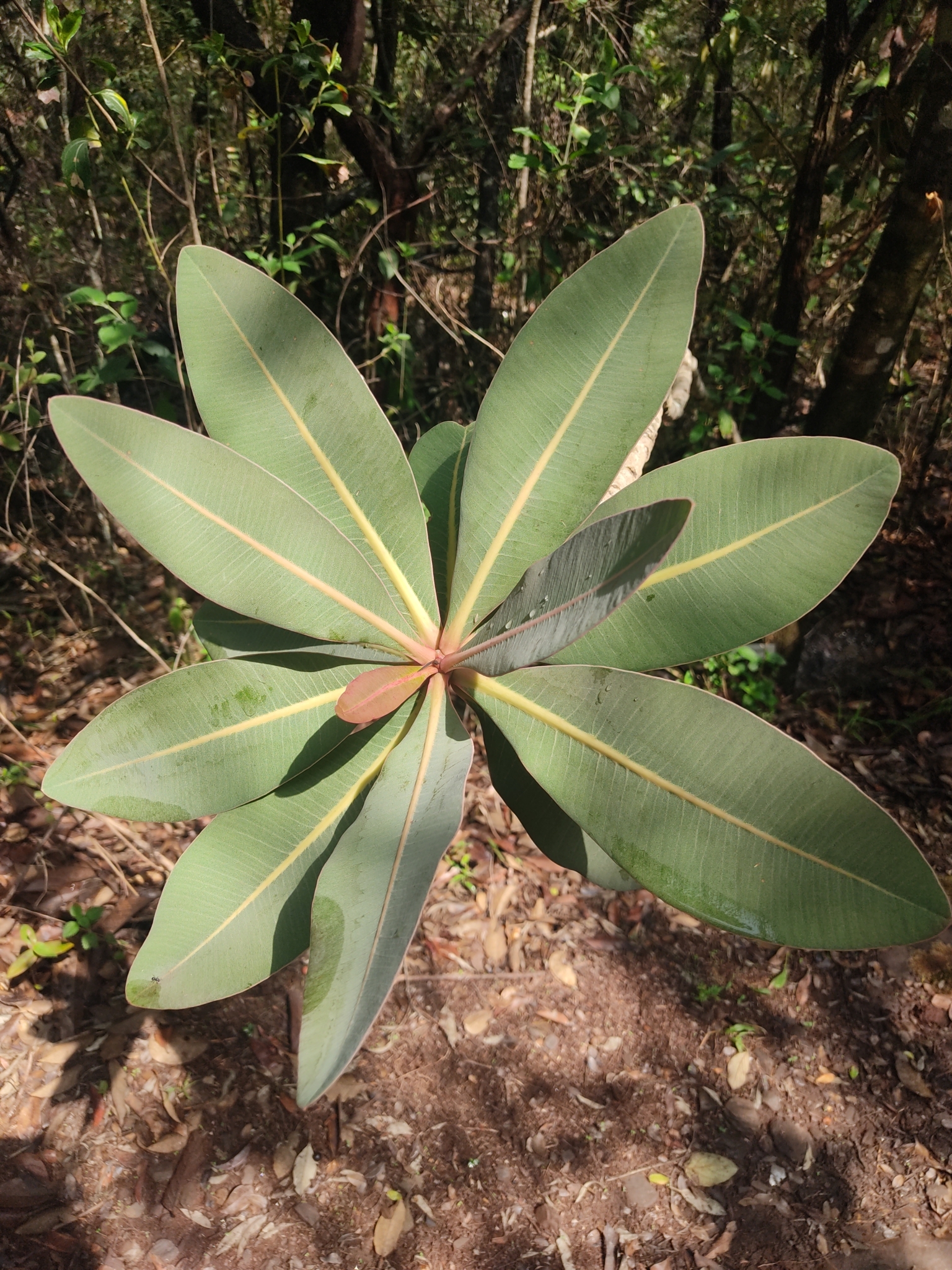 Photo of Kielmeyera coriacea (2/12)