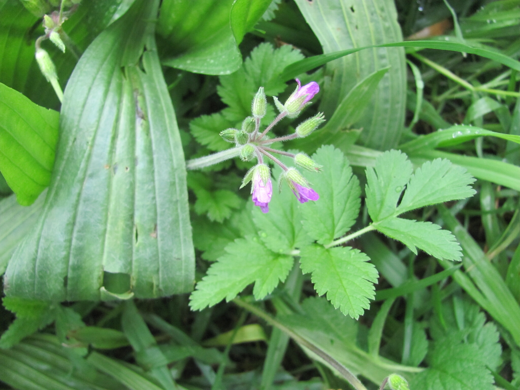 Photo of musk stork's-bill (10/12)