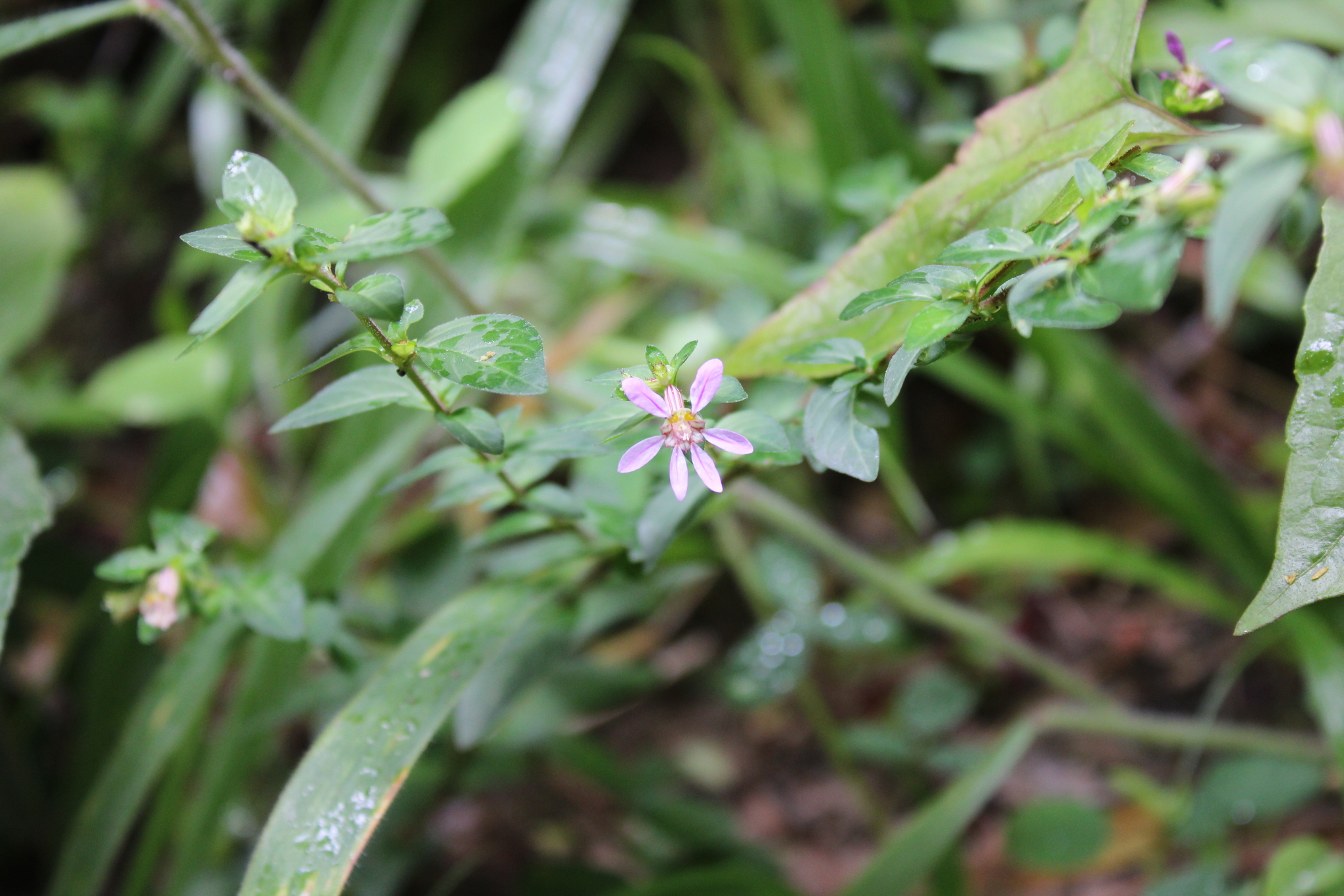 Photo of False heather (1/7)