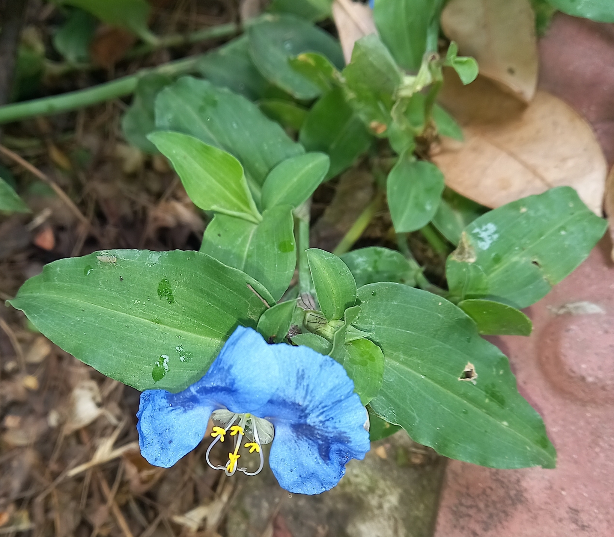 Photo of whitemouth dayflower (5/12)