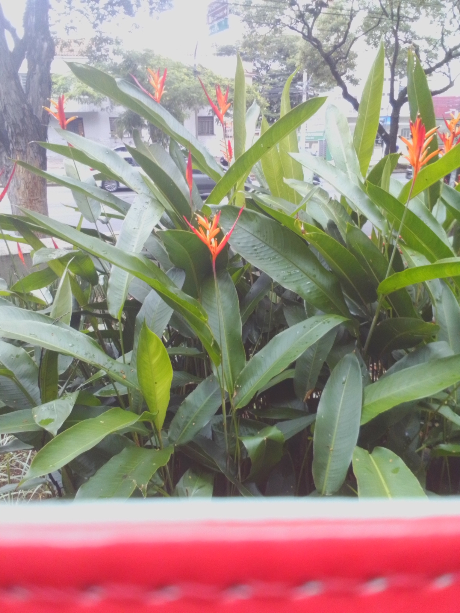 Photo of Parrot's Beak (3/11)
