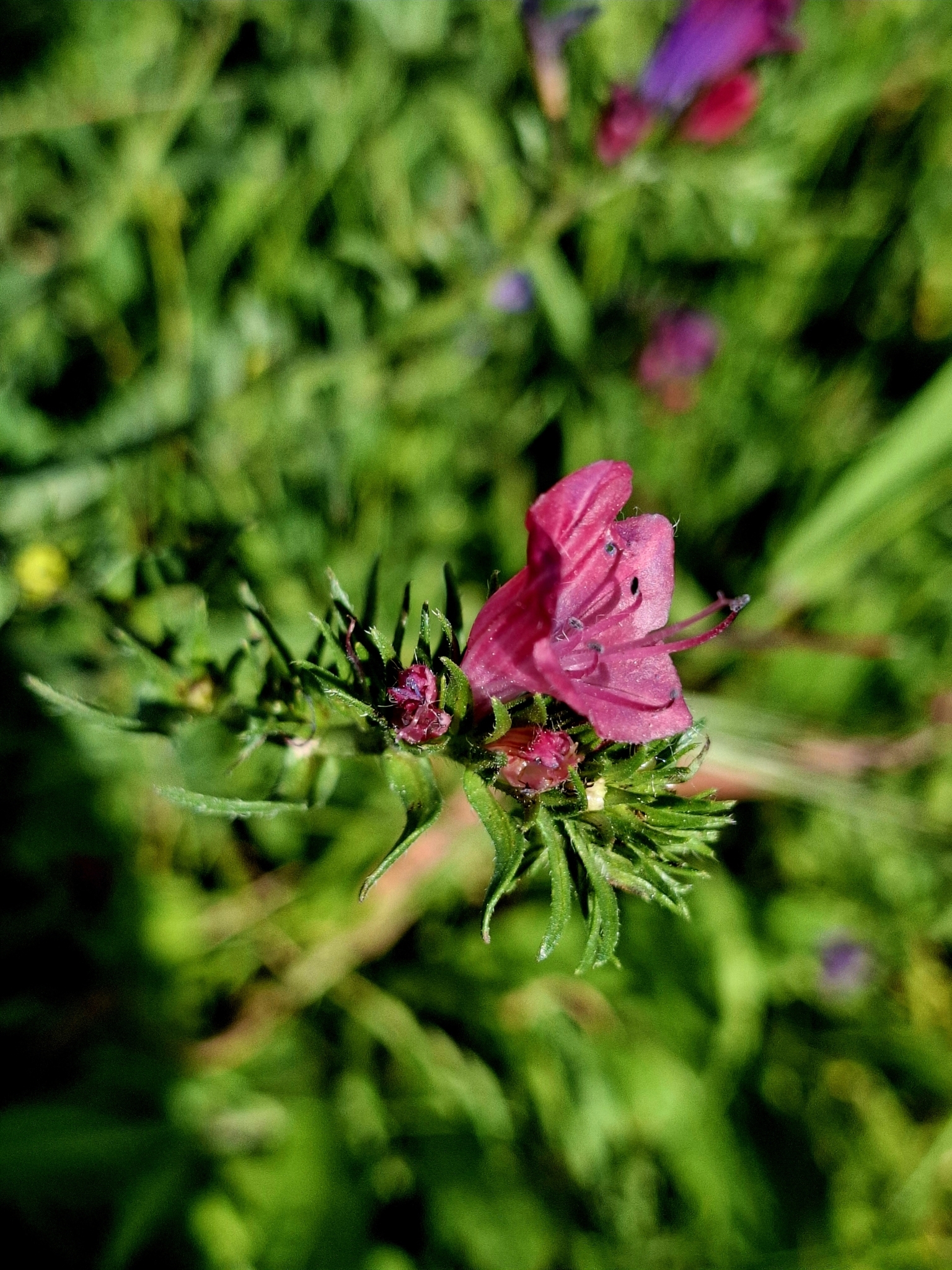 Photo of purple viper's-bugloss (11/12)