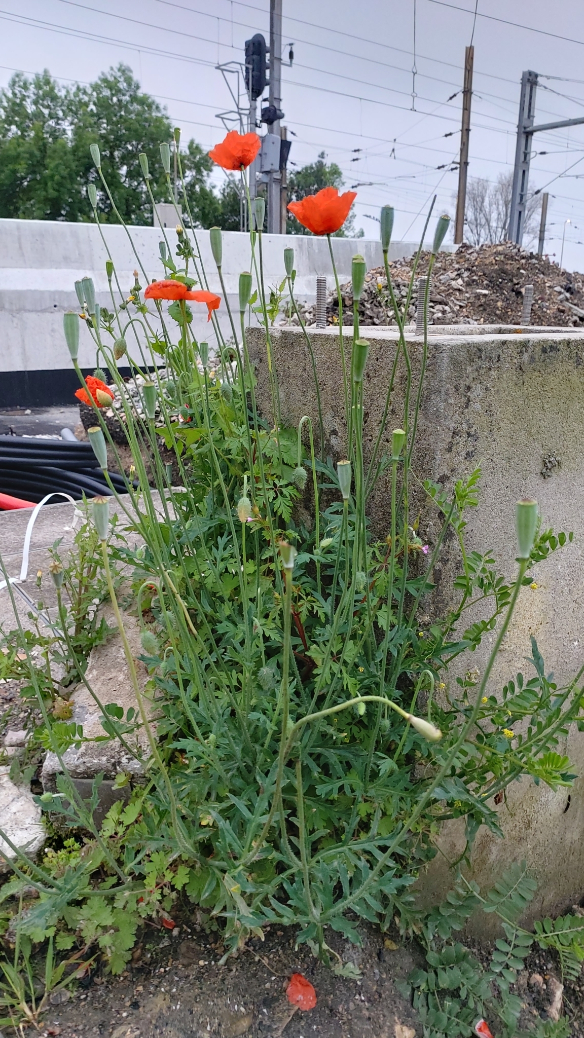 Photo of common poppy (11/12)