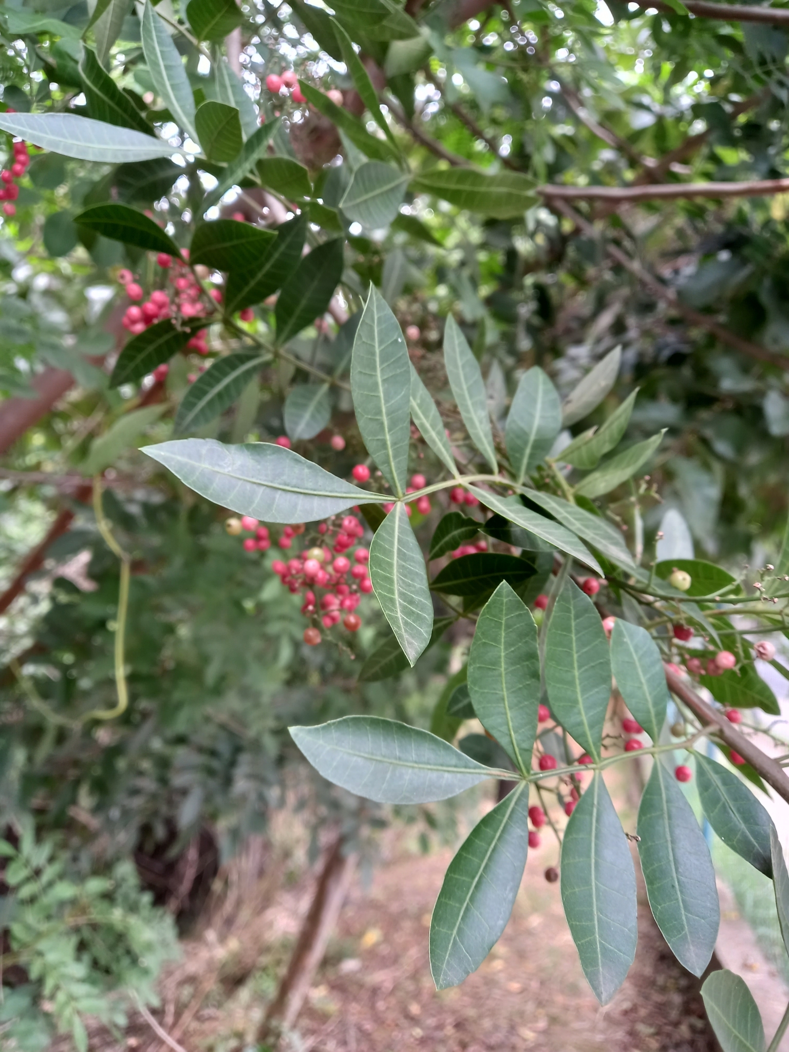 Photo of Brazilian pepper (7/12)