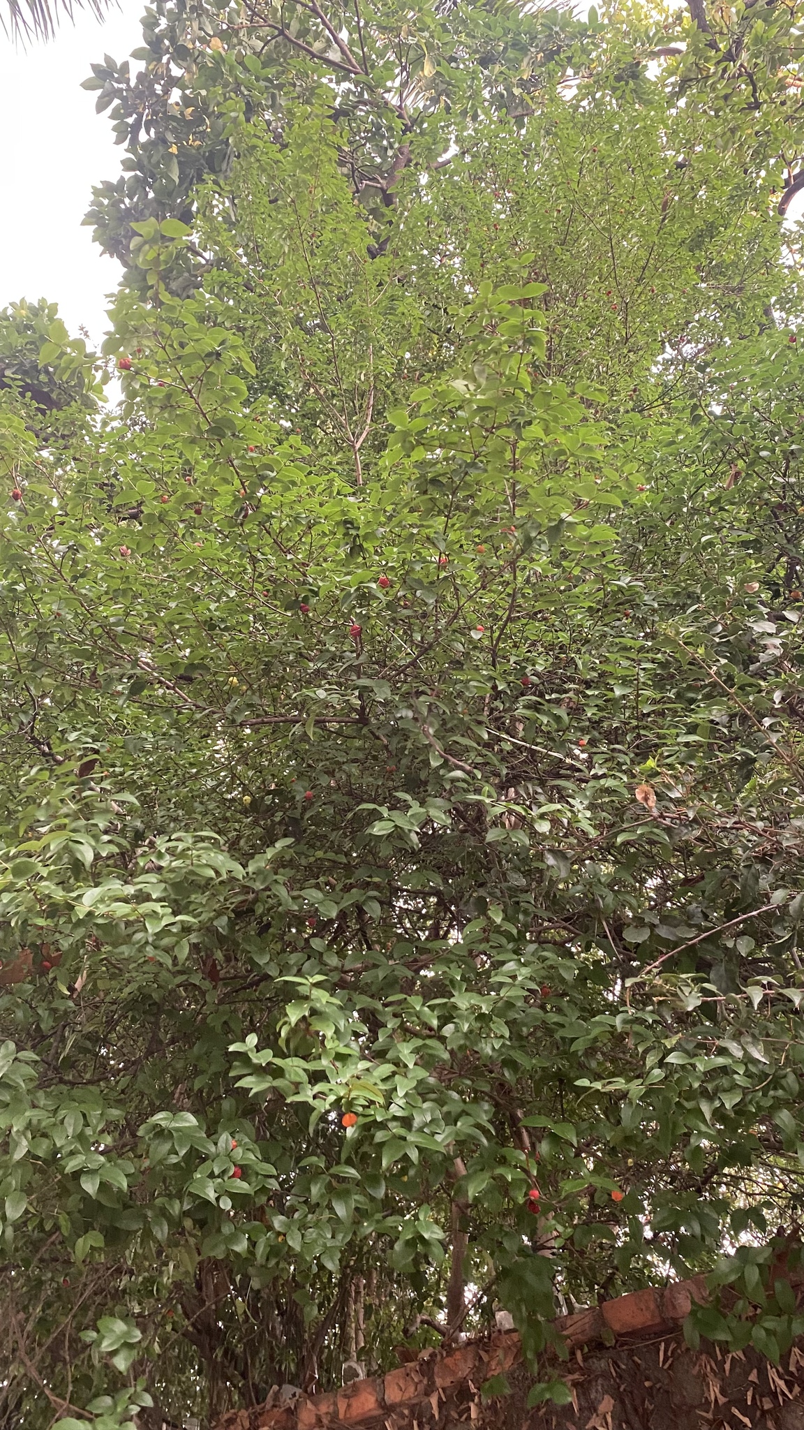 Photo of Surinam cherry (2/12)