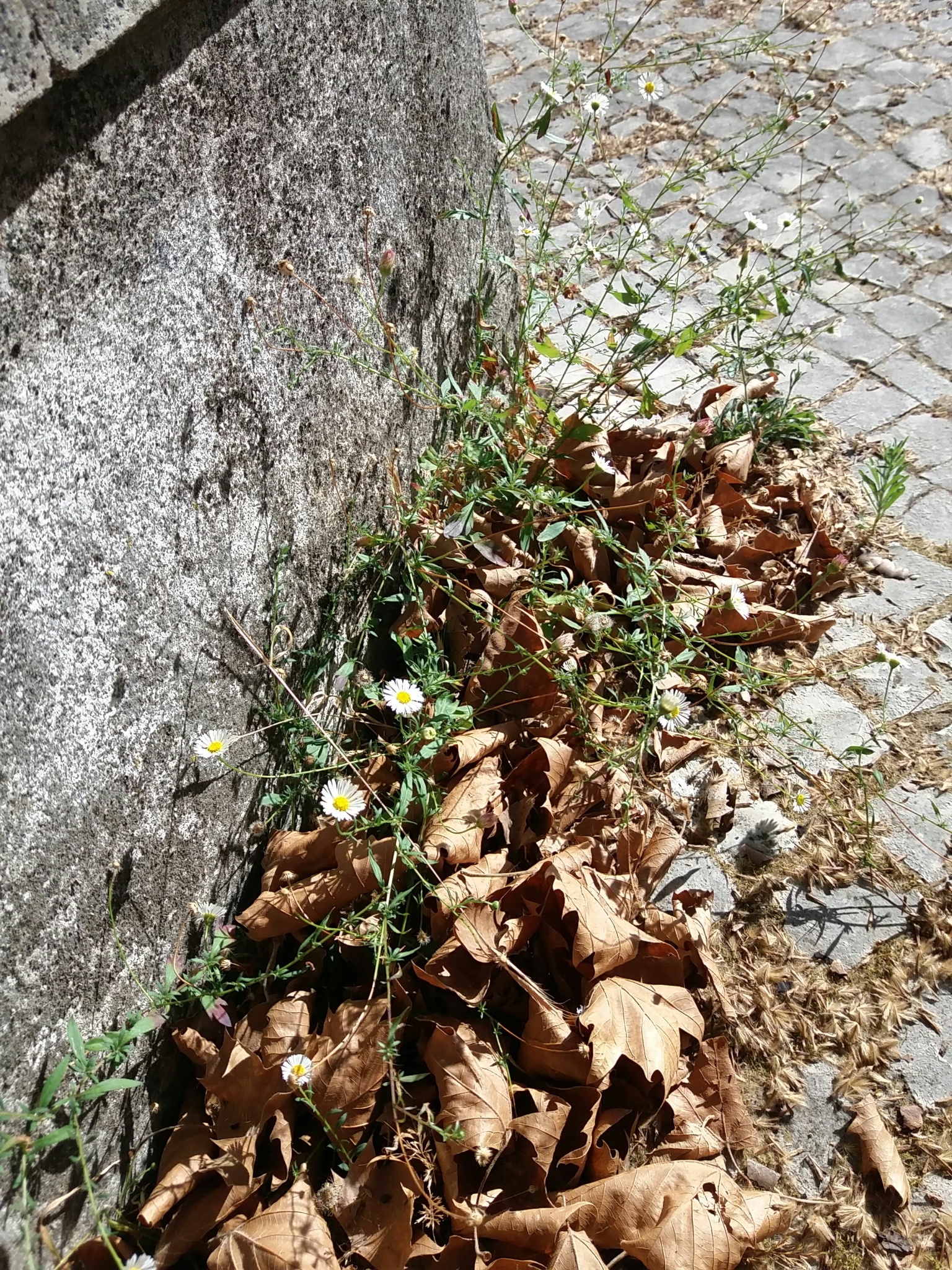 Photo of Mexican Fleabane (9/12)