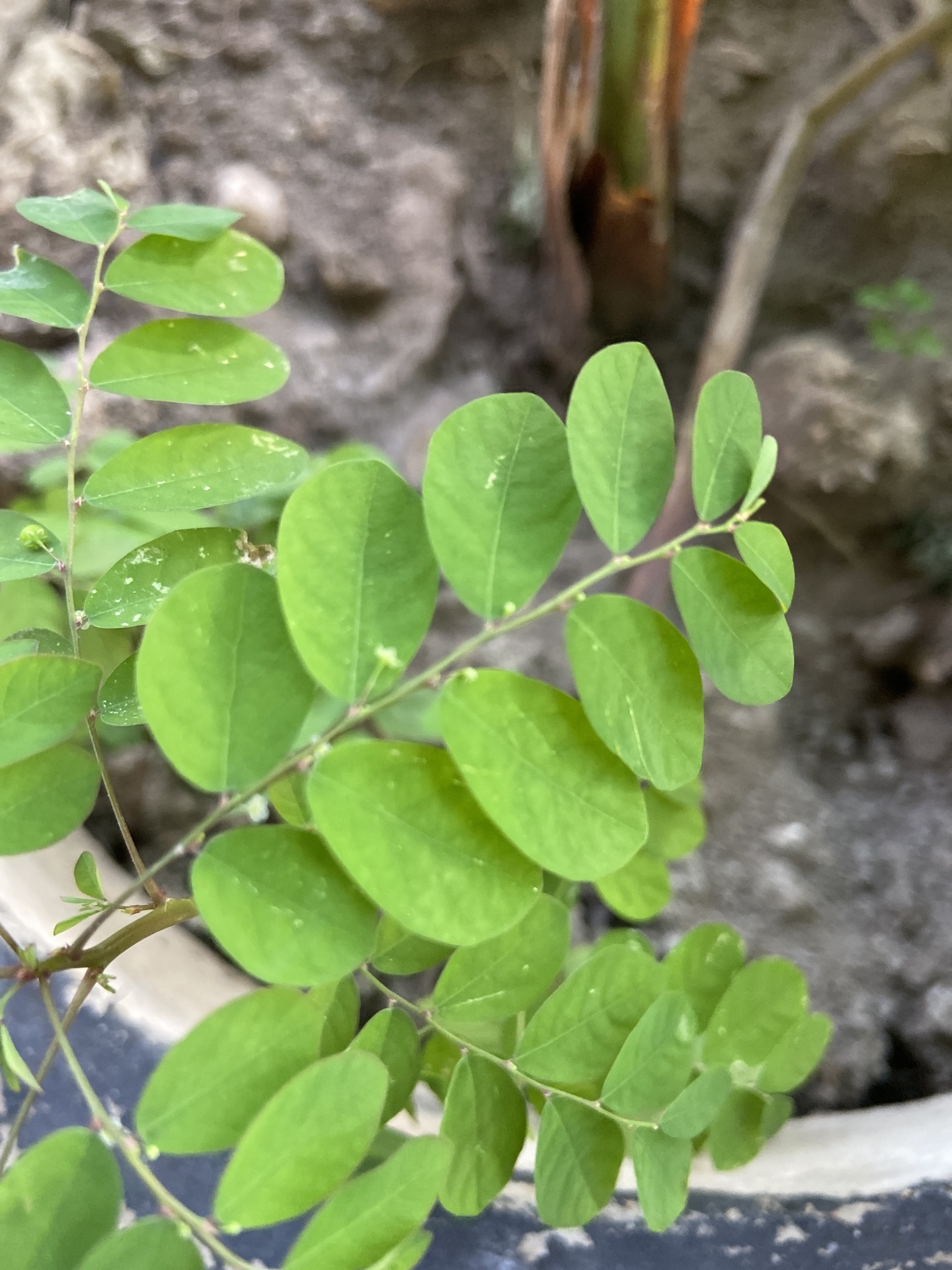 Photo of Mascarene Island leaf-flower (2/8)