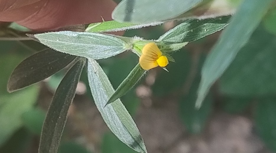 Photo of Stylosanthes guianensis (3/8)