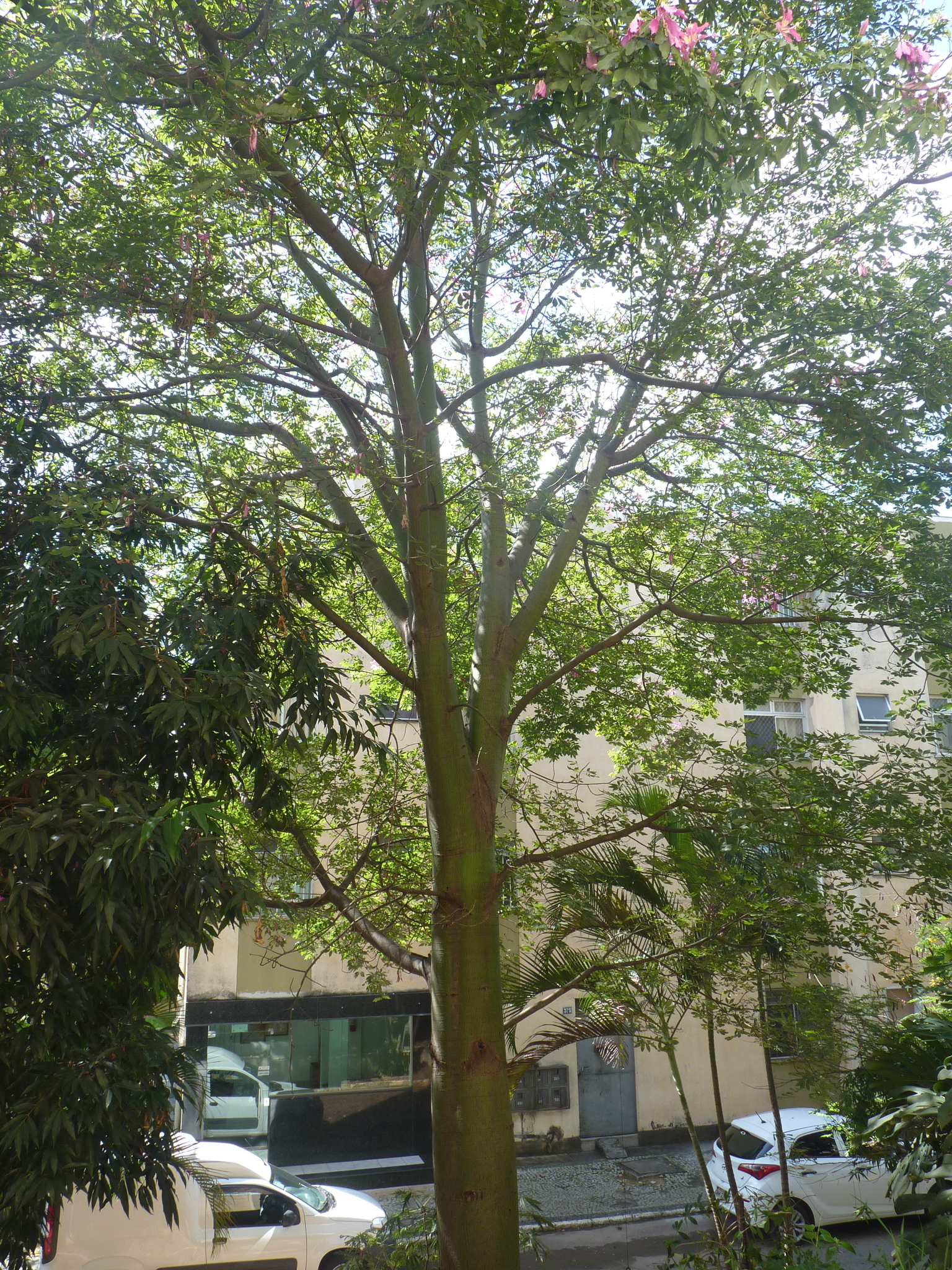 Photo of Silk floss tree (5/5)