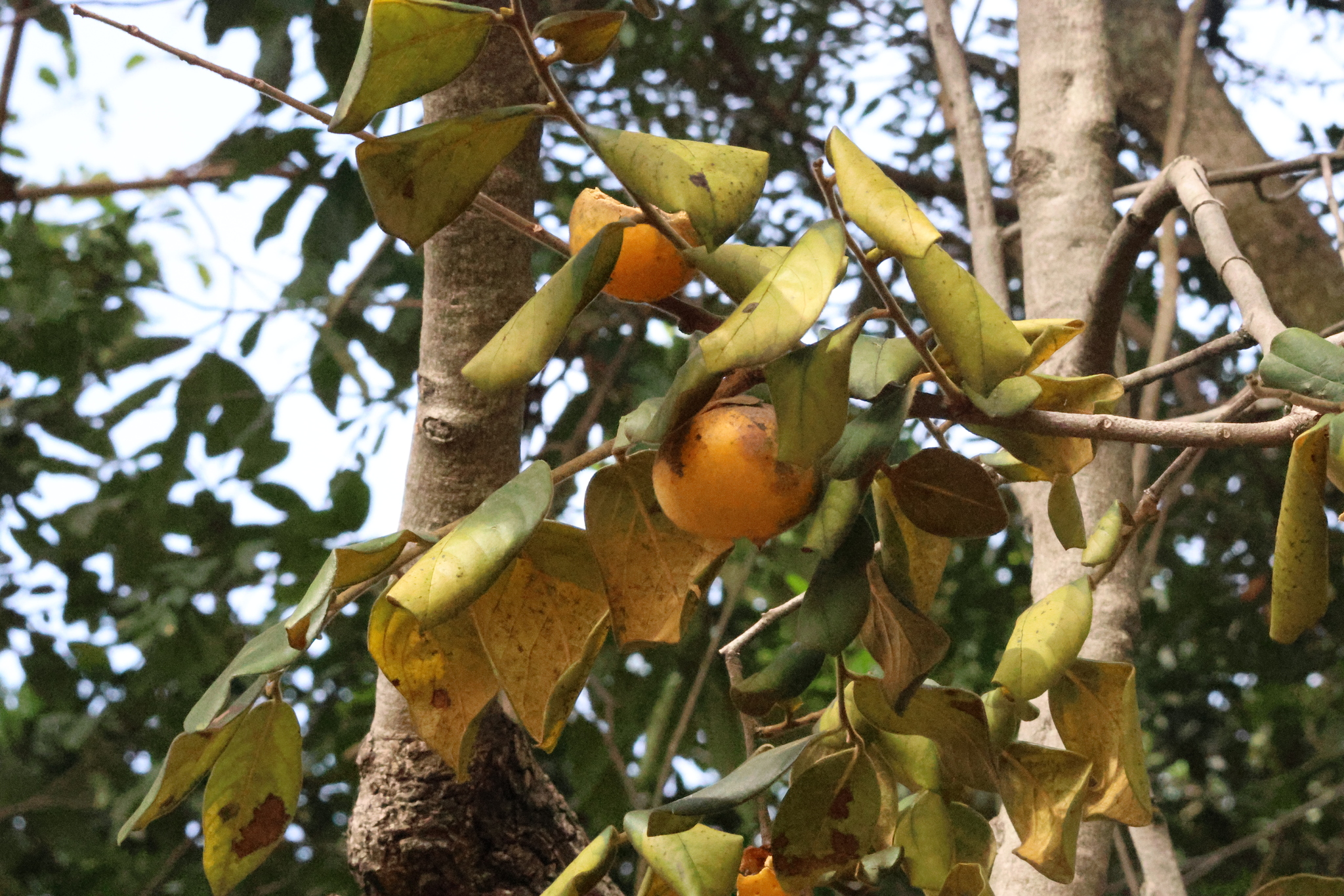 Photo of Diospyros lasiocalyx (1/12)