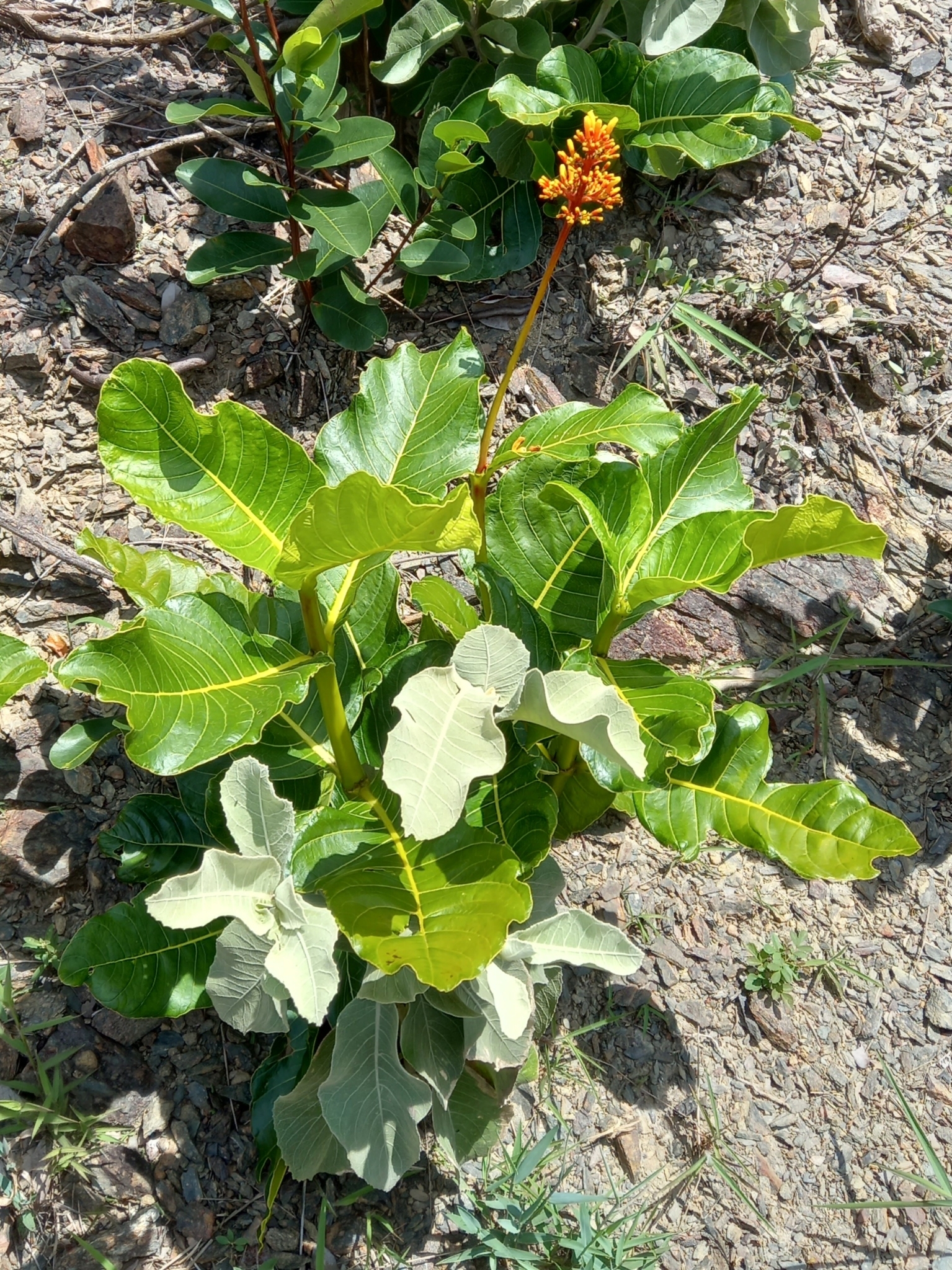 Photo of Palicourea rigida (2/12)