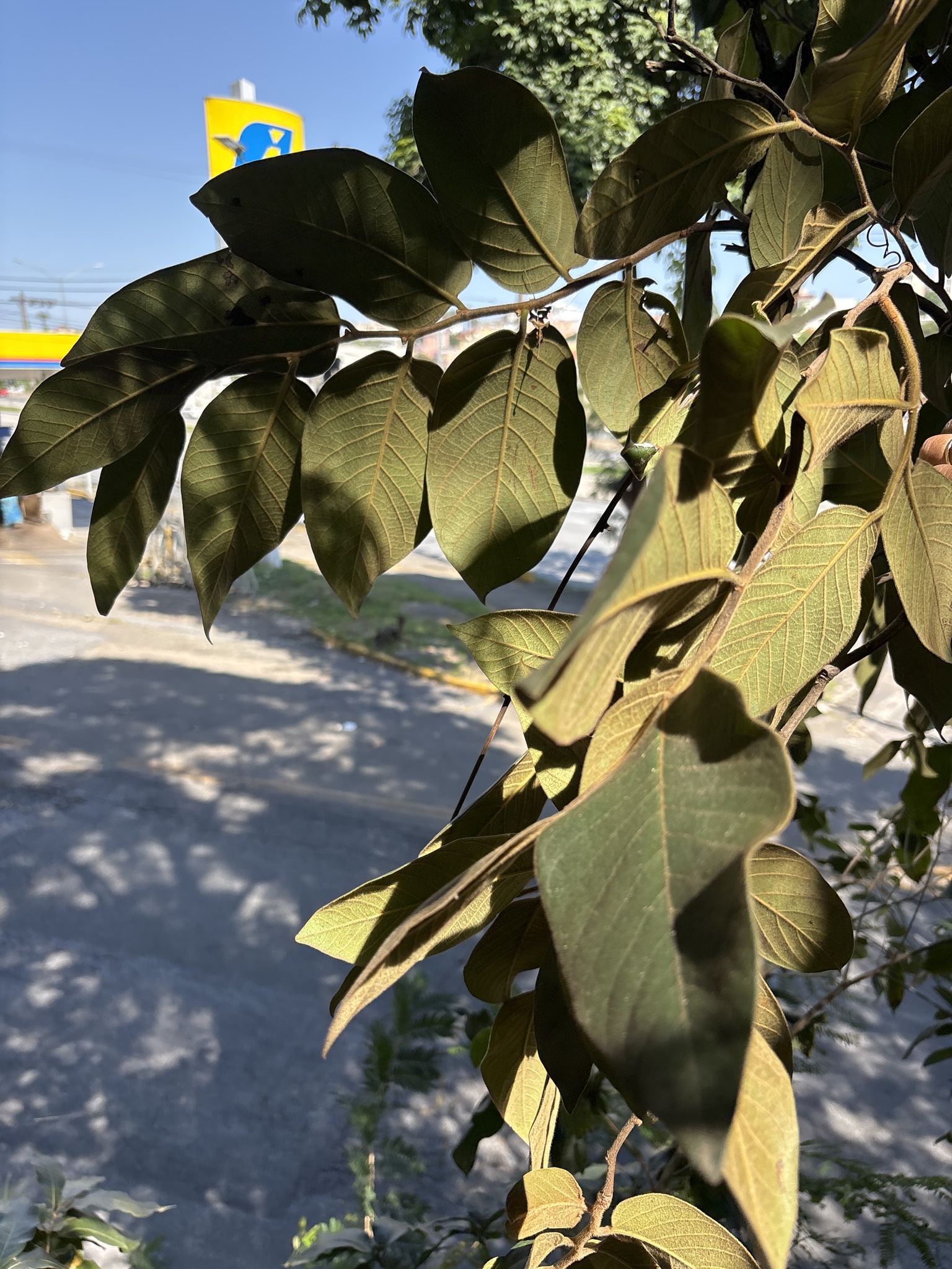 Photo of Diospyros lasiocalyx (12/12)