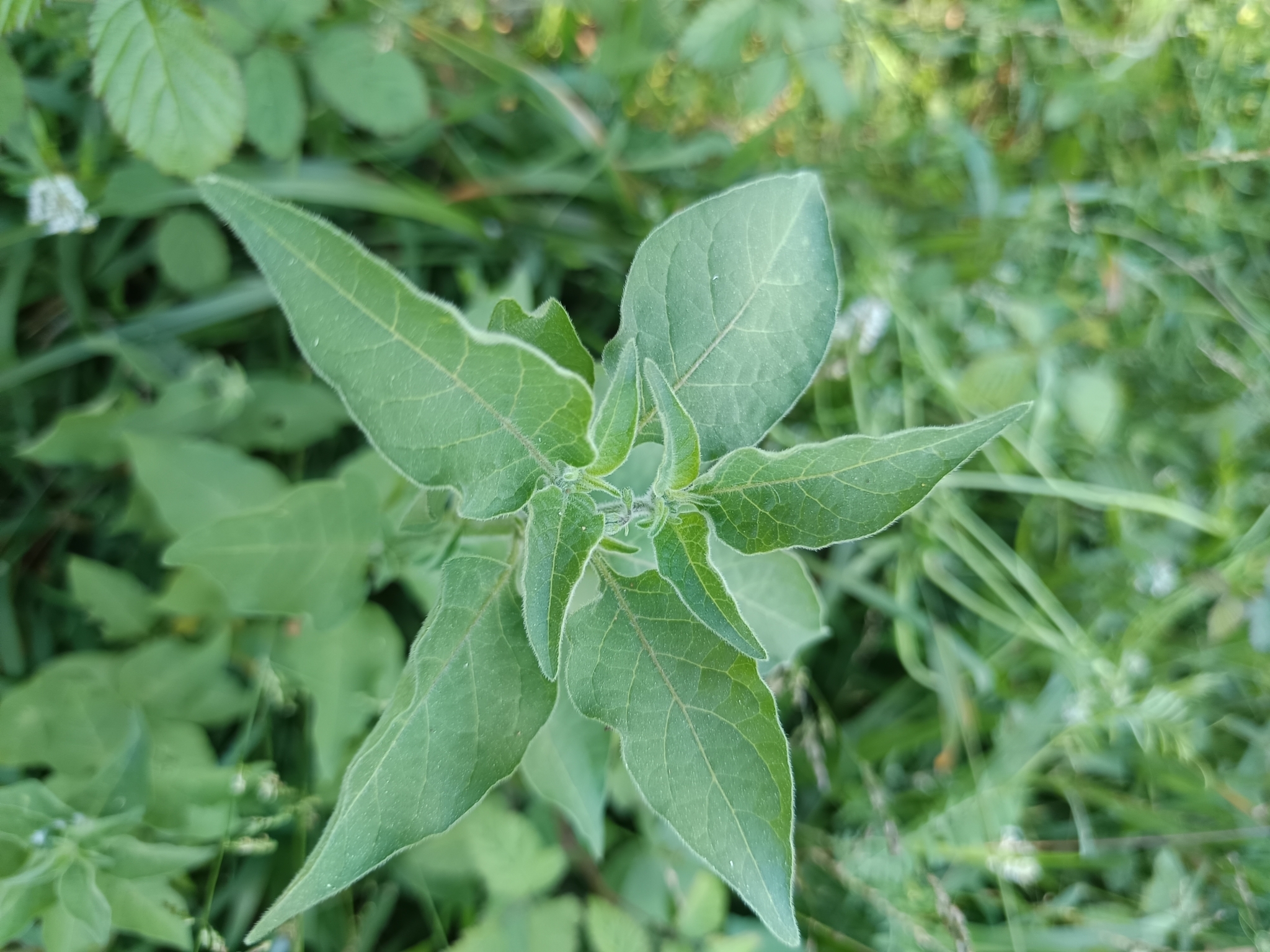 Photo of black nightshade (6/12)