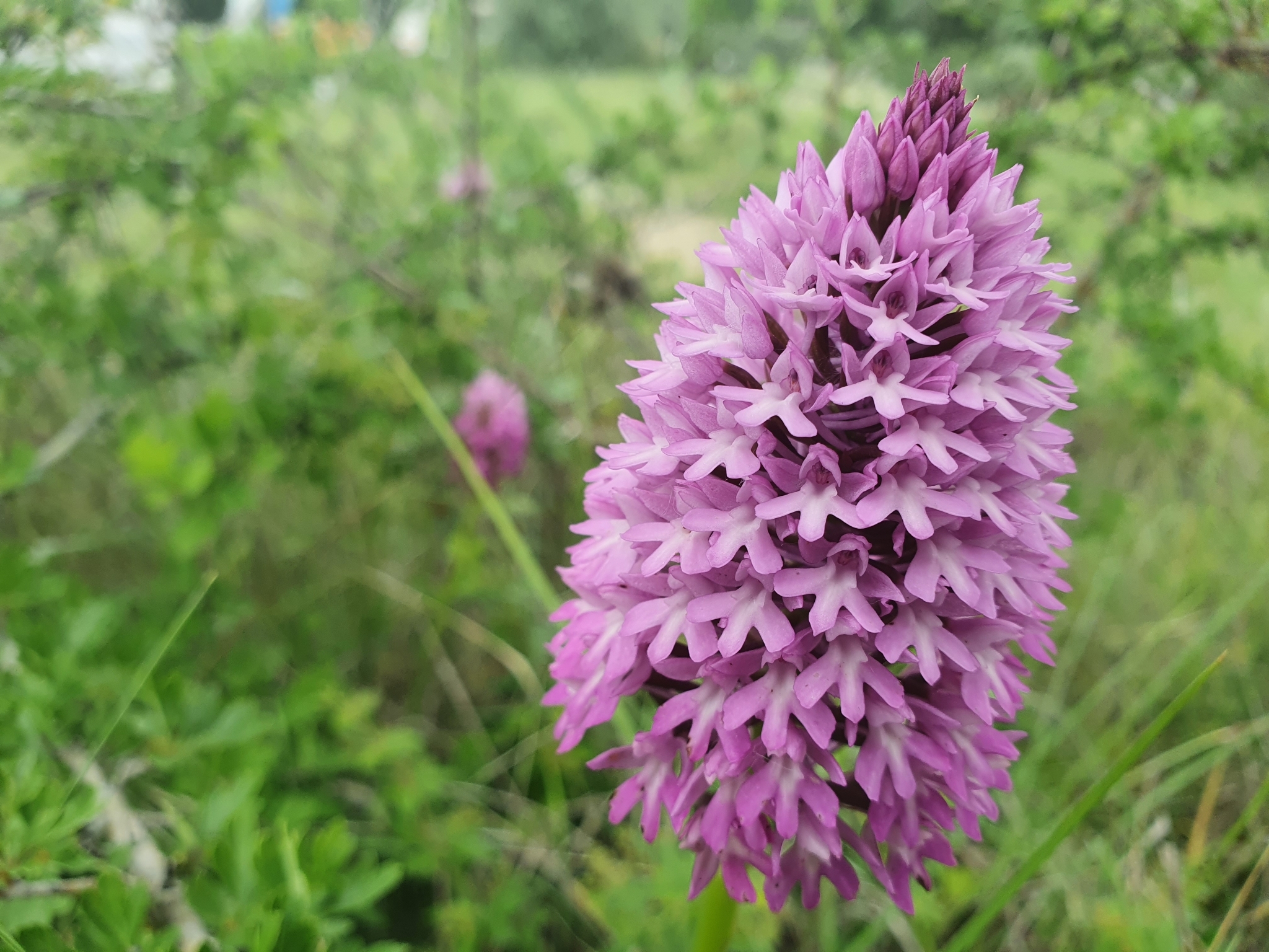 Photo of pyramidal orchid (12/12)