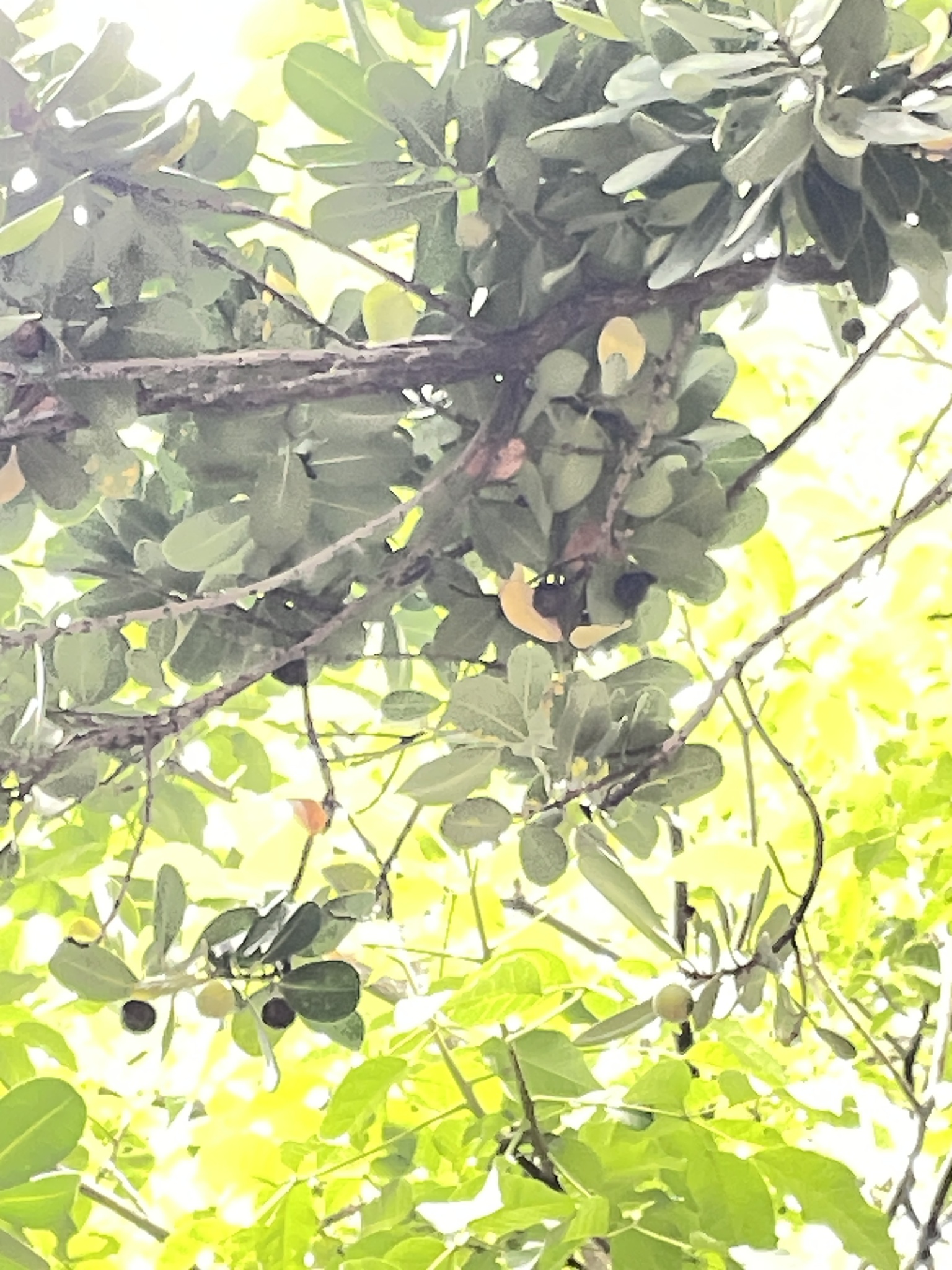Photo of Brazil Beauty-Leaf (7/7)