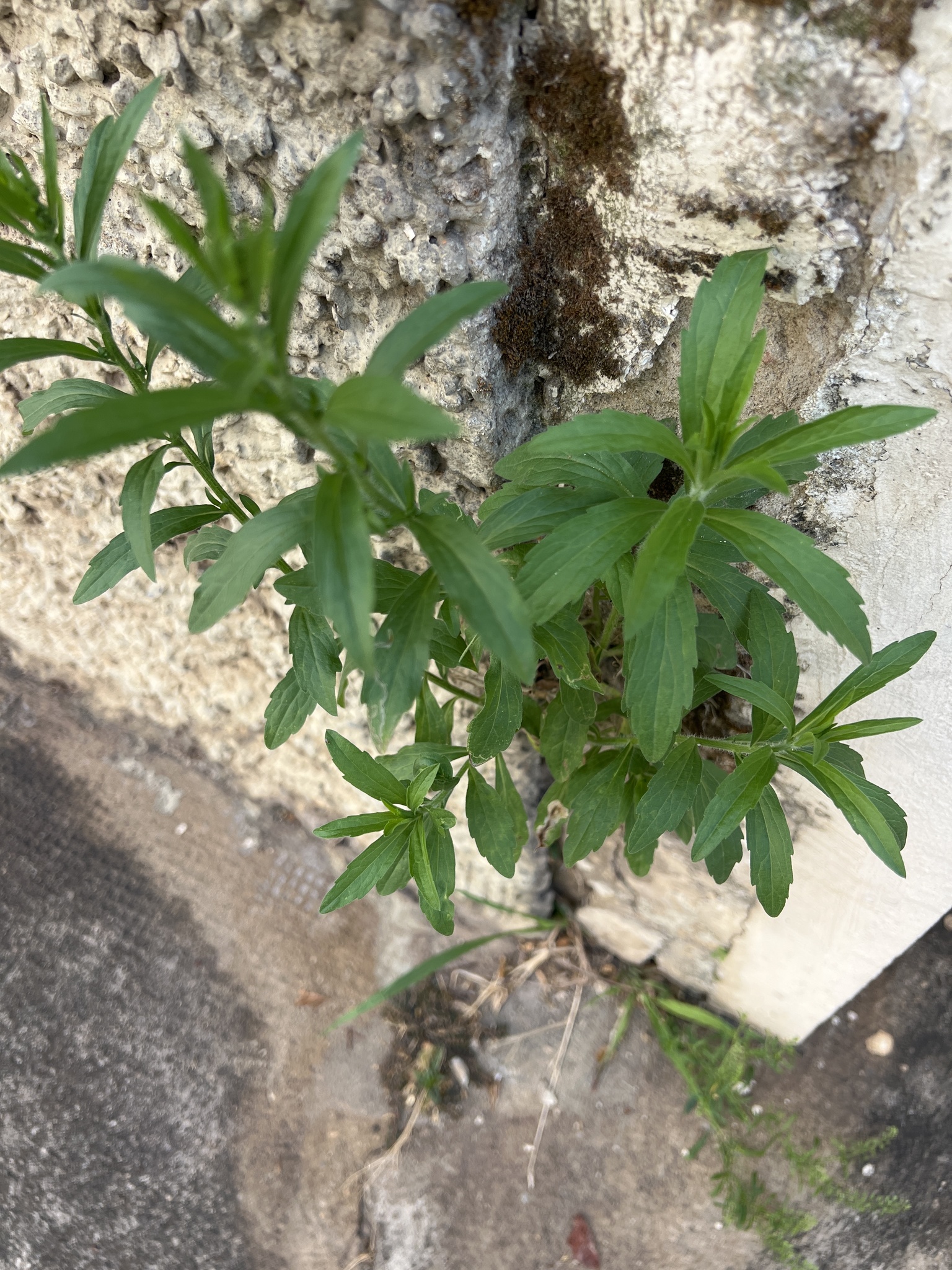 Photo of tropical horseweed (1/7)