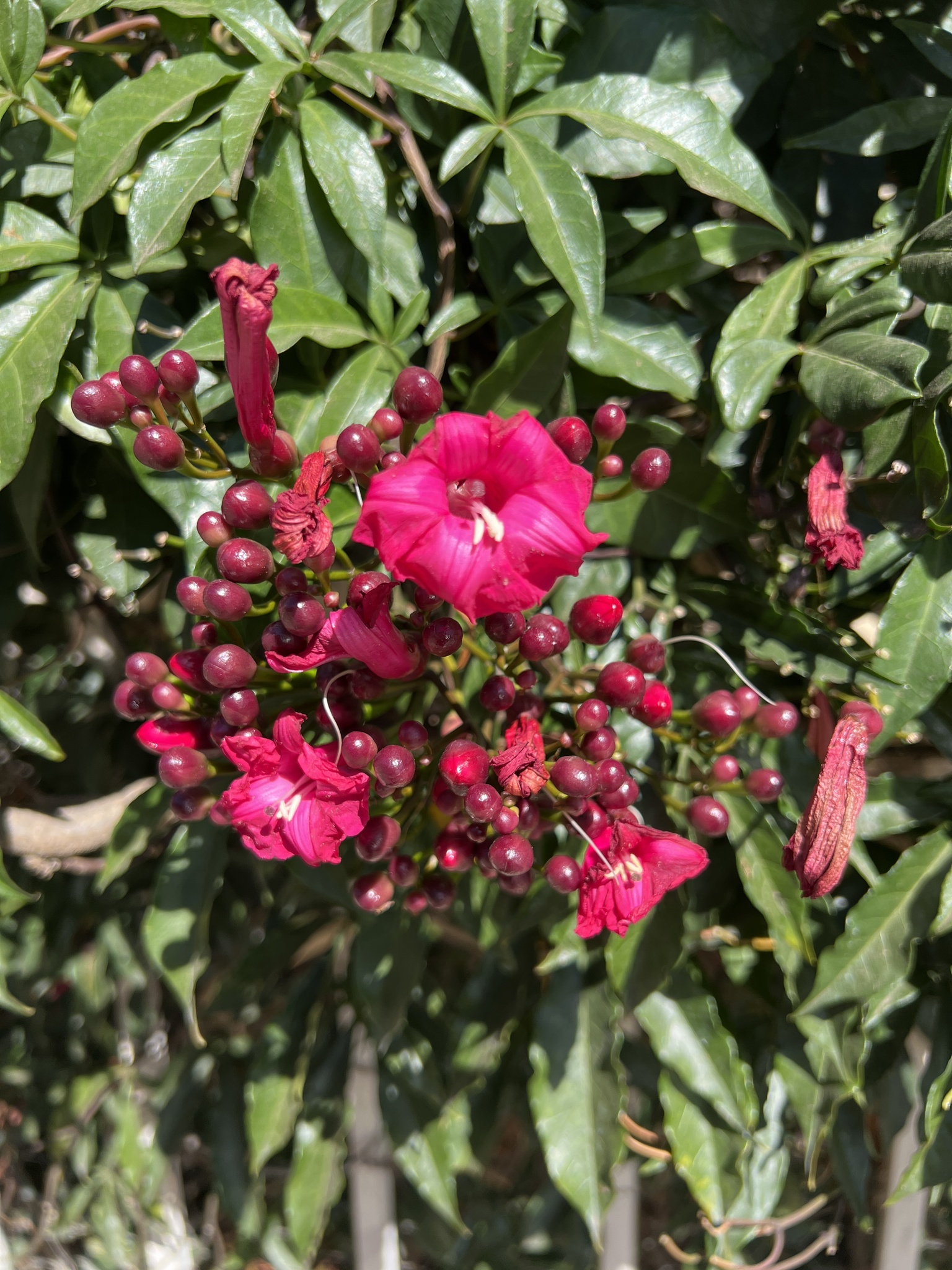 Photo of Cardinal creeper (1/12)