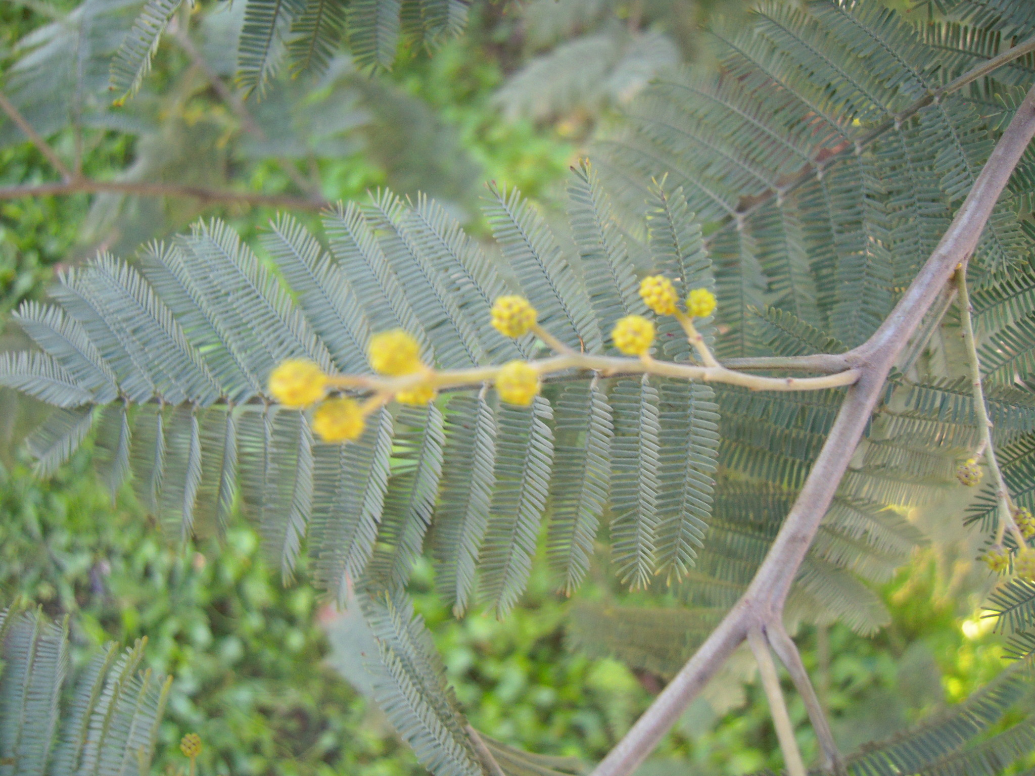 Photo of Silver wattle (9/12)