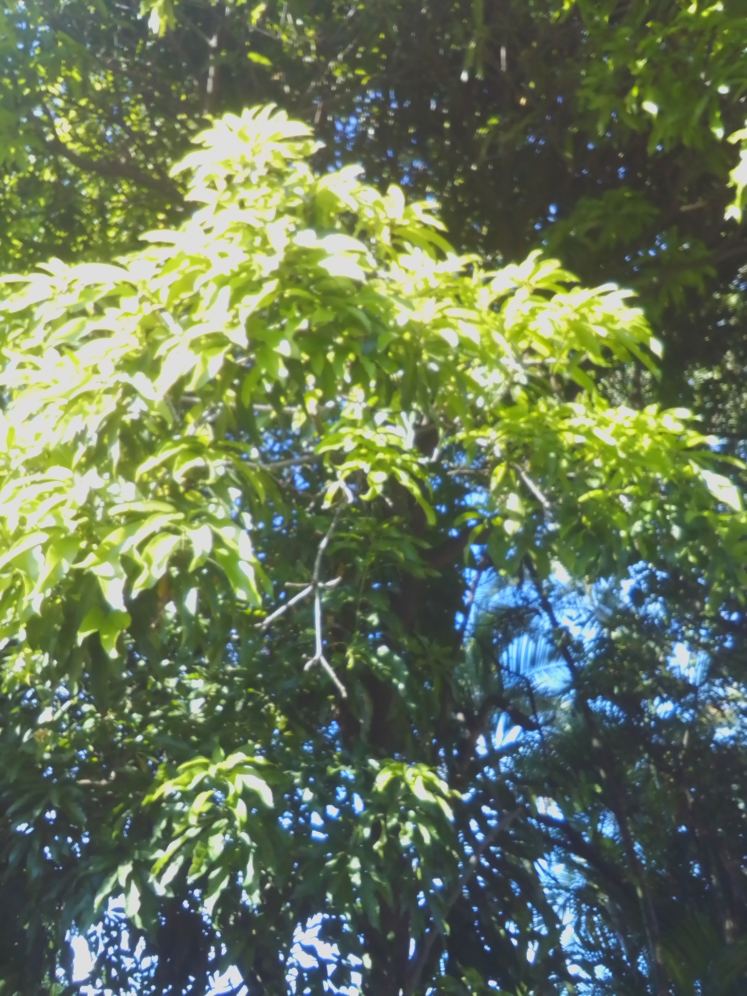 Photo of Indian mango (7/12)
