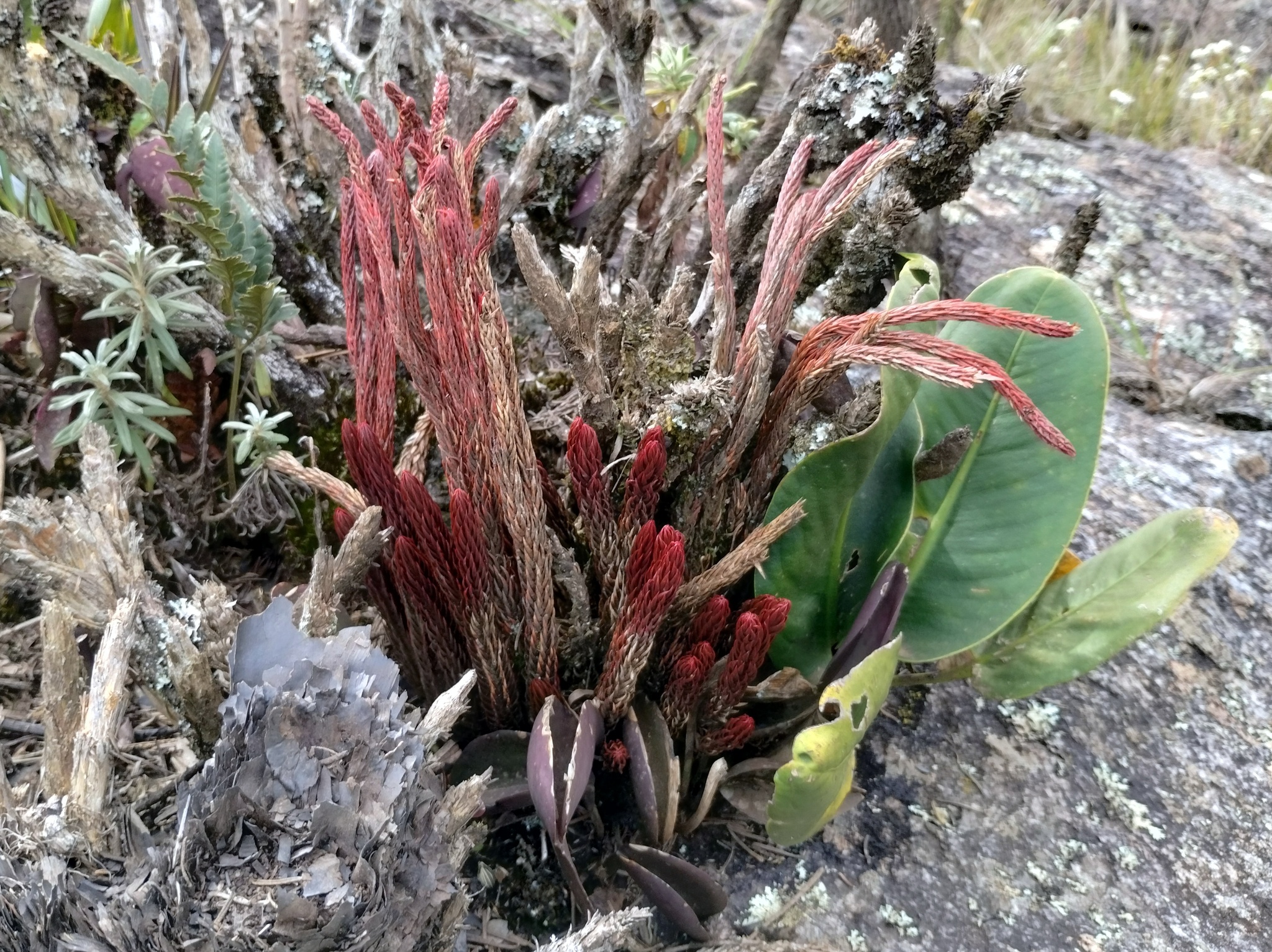 Photo of Phlegmariurus ruber (2/12)