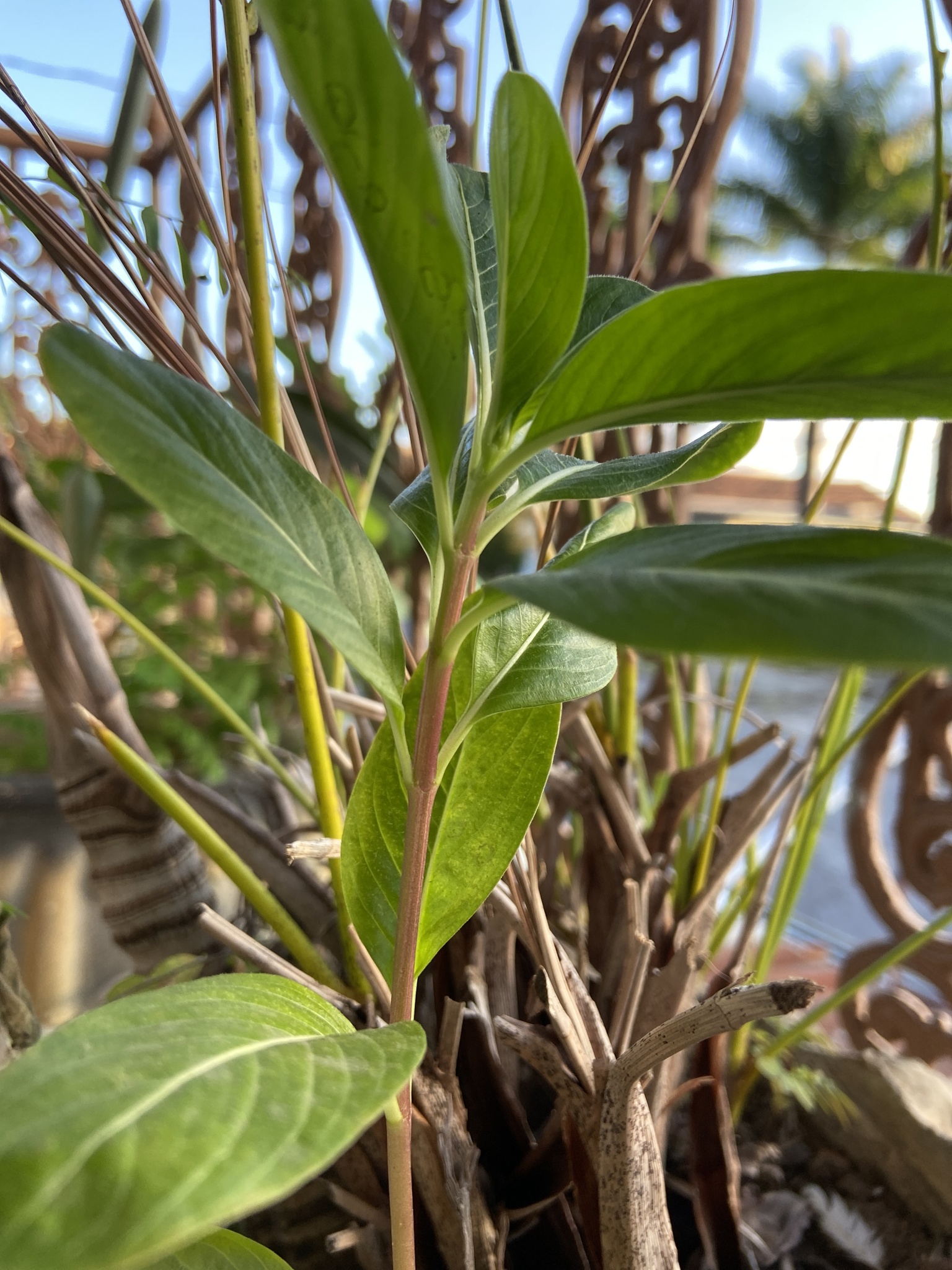 Photo of Madagascar Periwinkle (7/12)