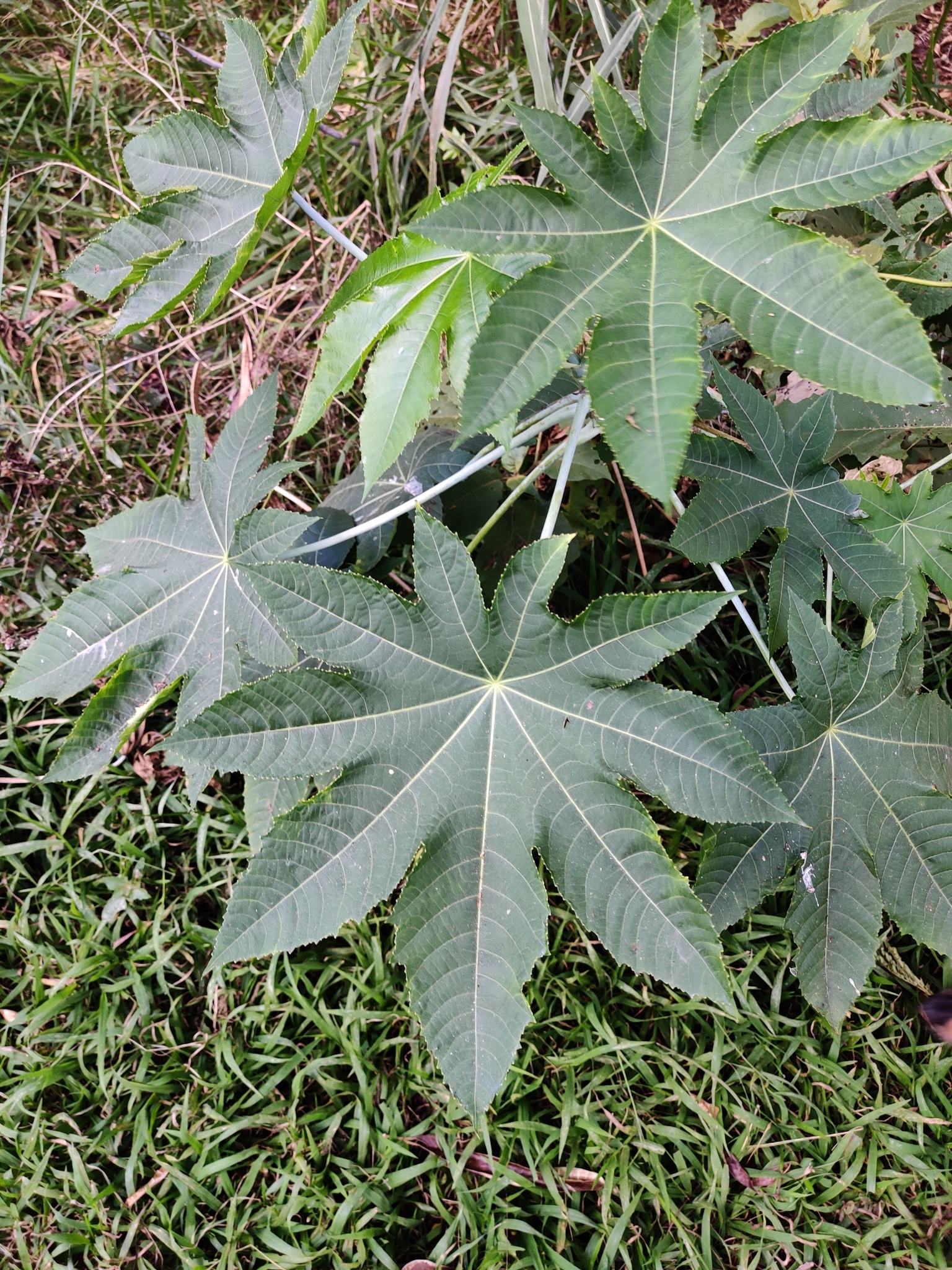 Photo of castor bean (8/12)