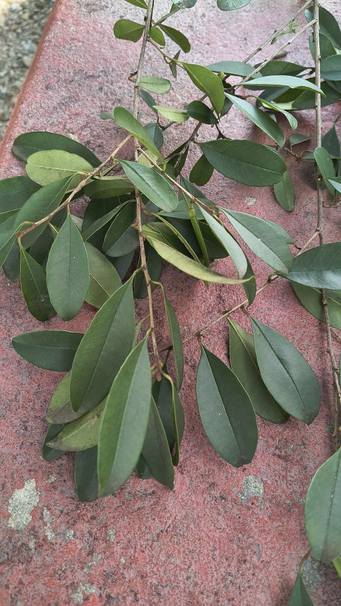 Photo of Chrysophyllum marginatum (3/12)