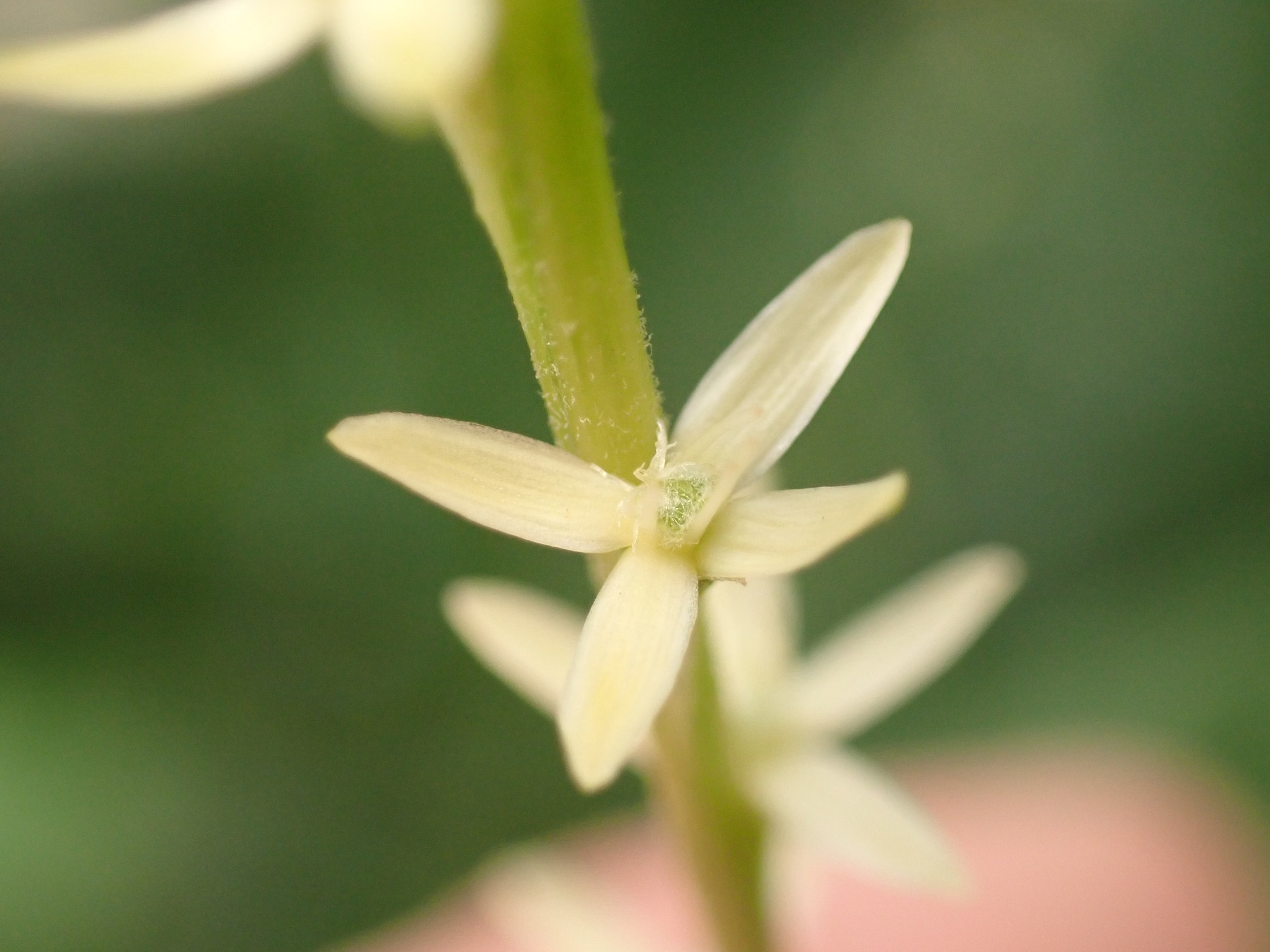 Photo of Guinea Hen Weed (3/7)