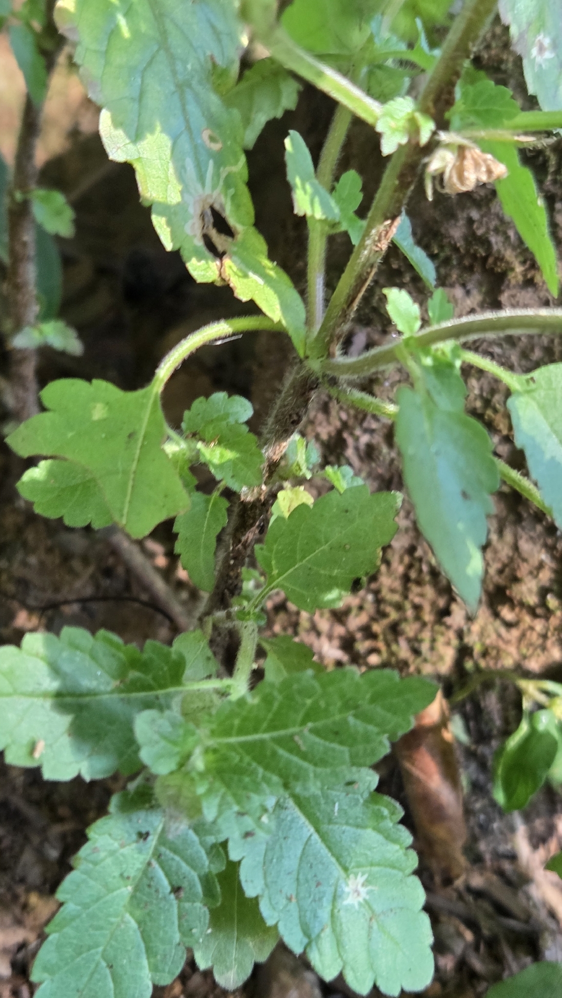Photo of Plantae (8/8)