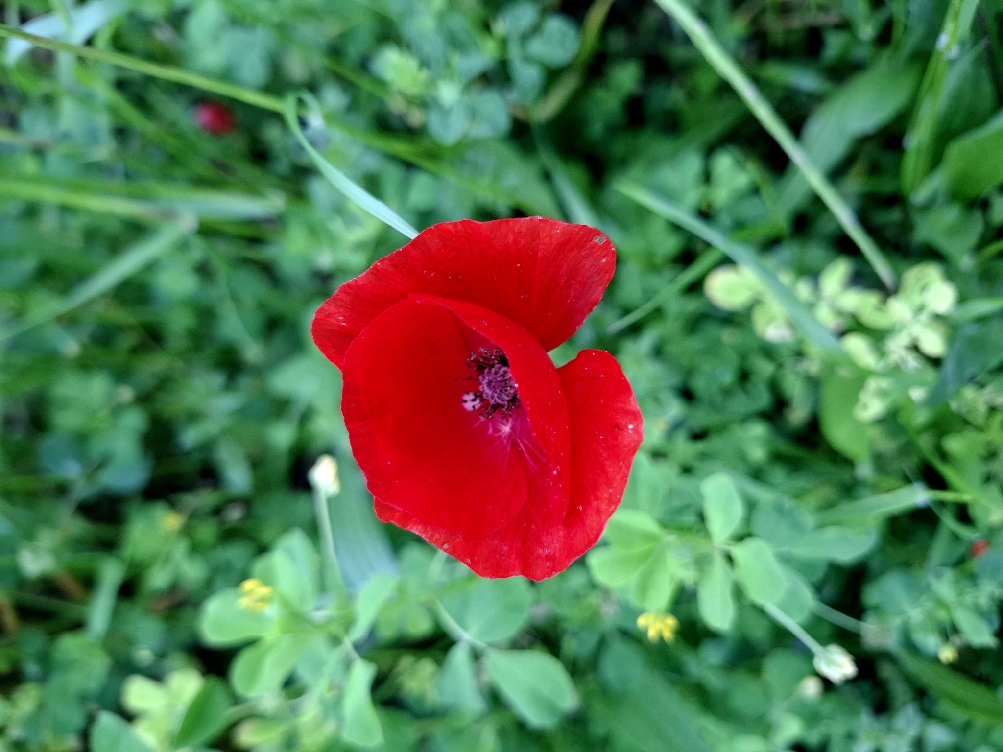 Photo of common poppy (2/12)