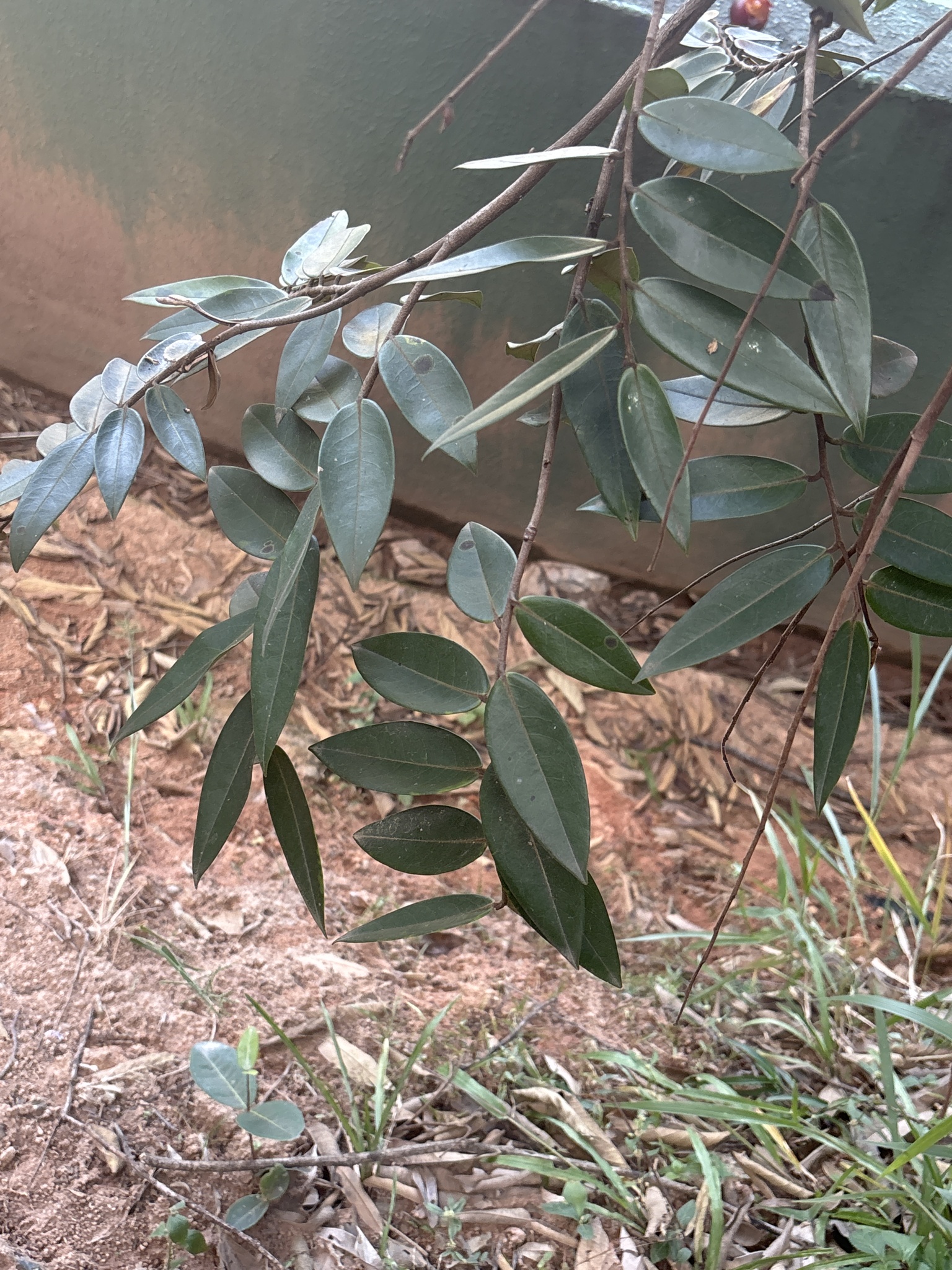 Photo of Xylopia aromatica (2/8)