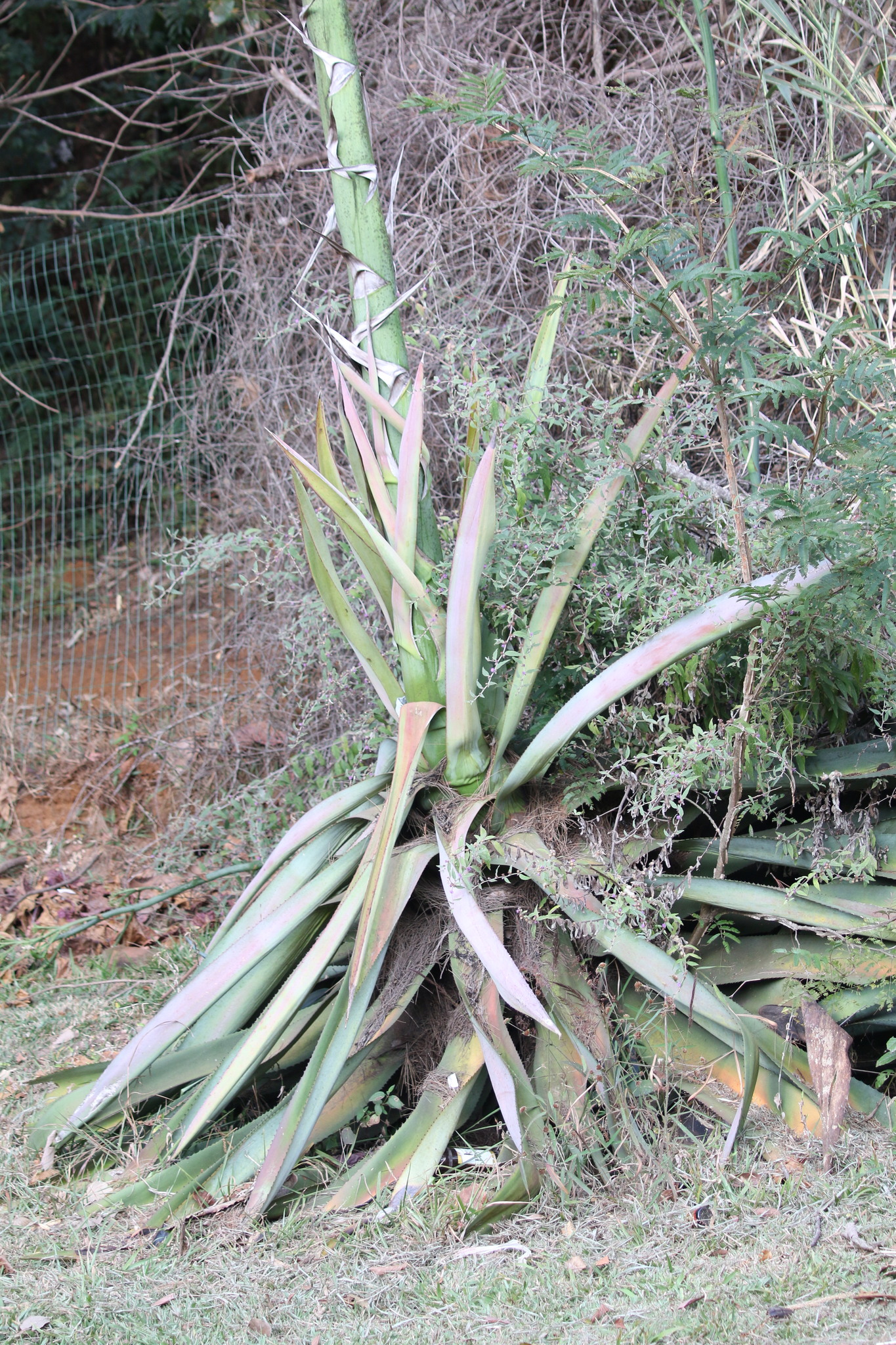 Photo of Agavoideae (1/5)