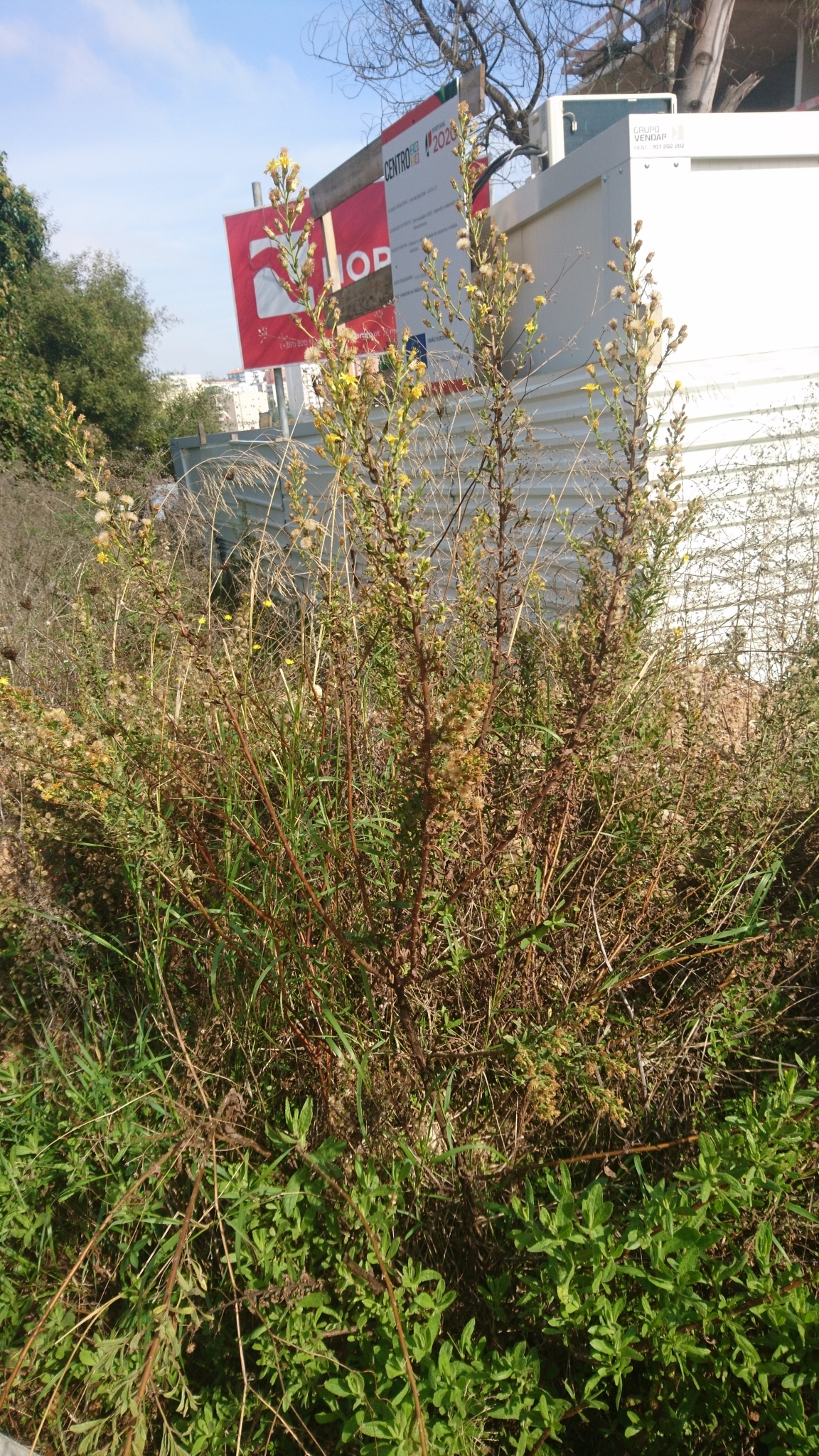 Photo of false yellowhead (2/12)