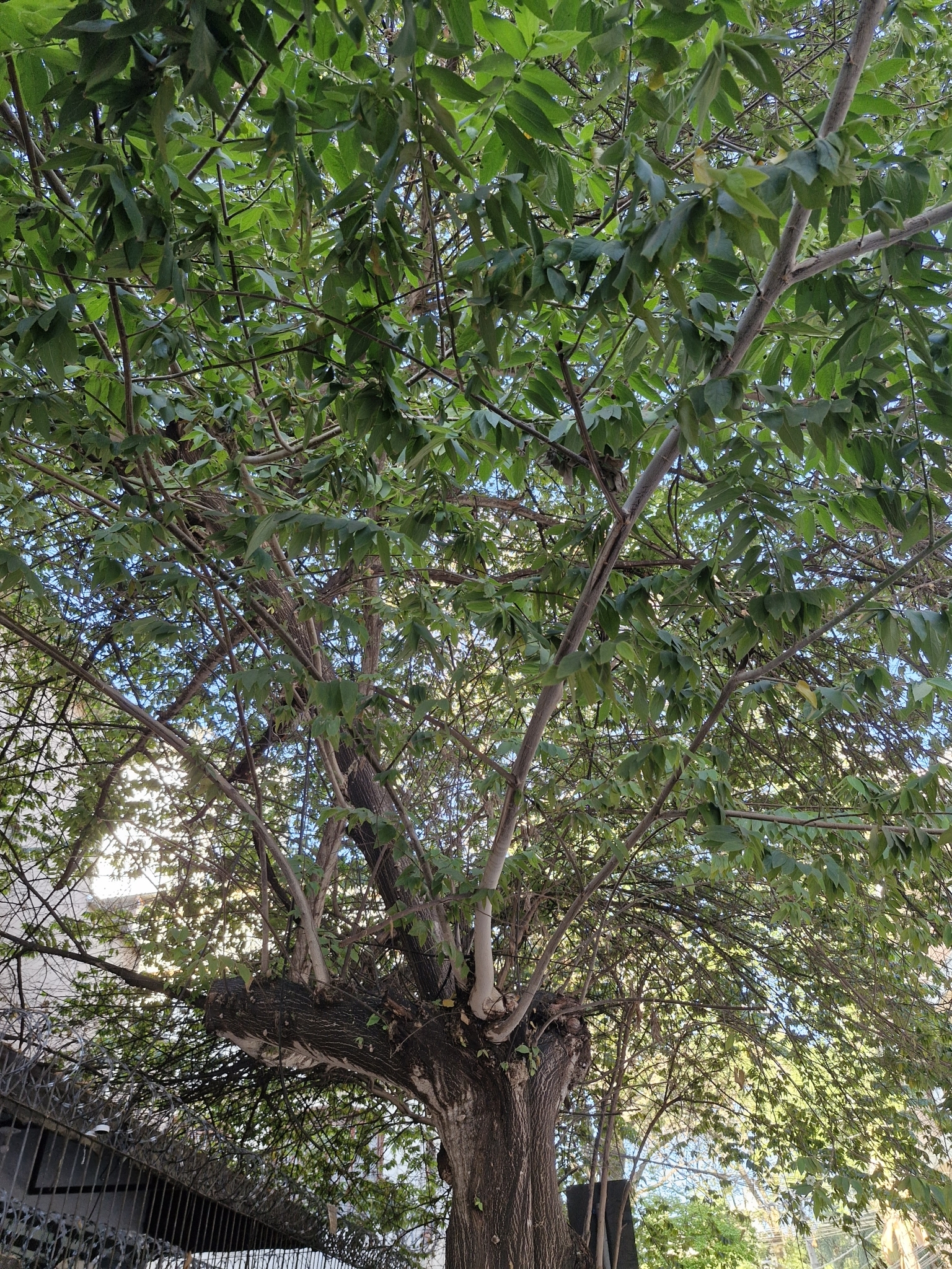 Photo of calabur tree (4/5)