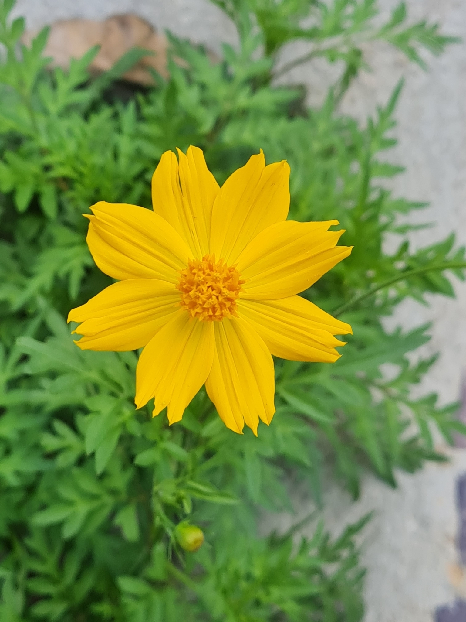 Photo of Yellow Cosmos (10/12)