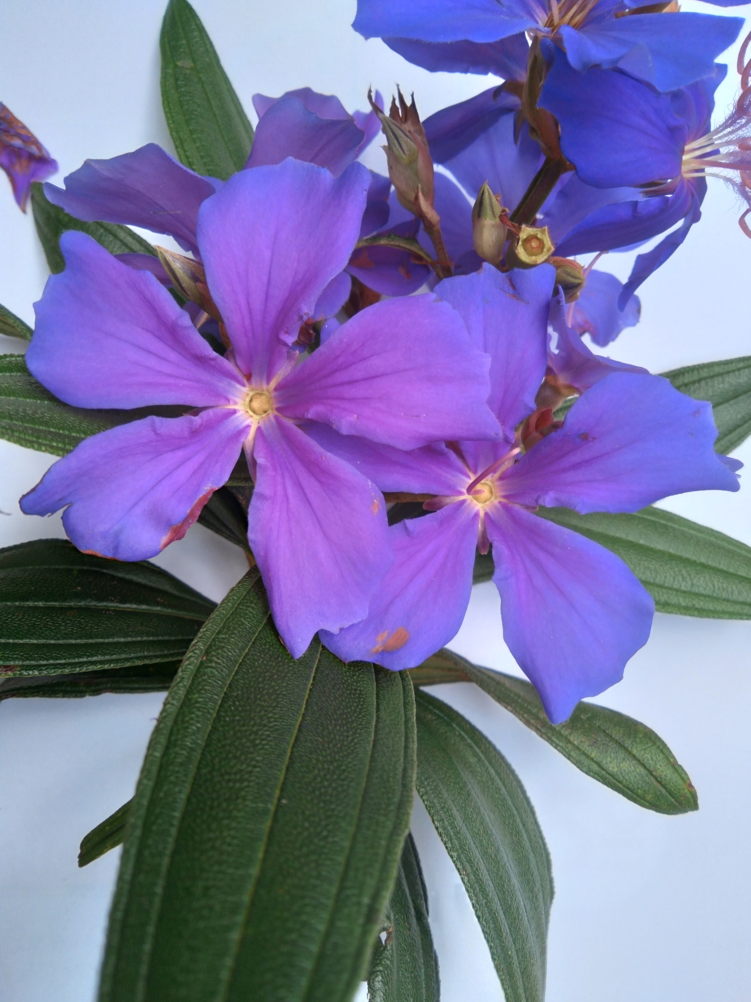 Photo of Glory Bush Tree (8/12)