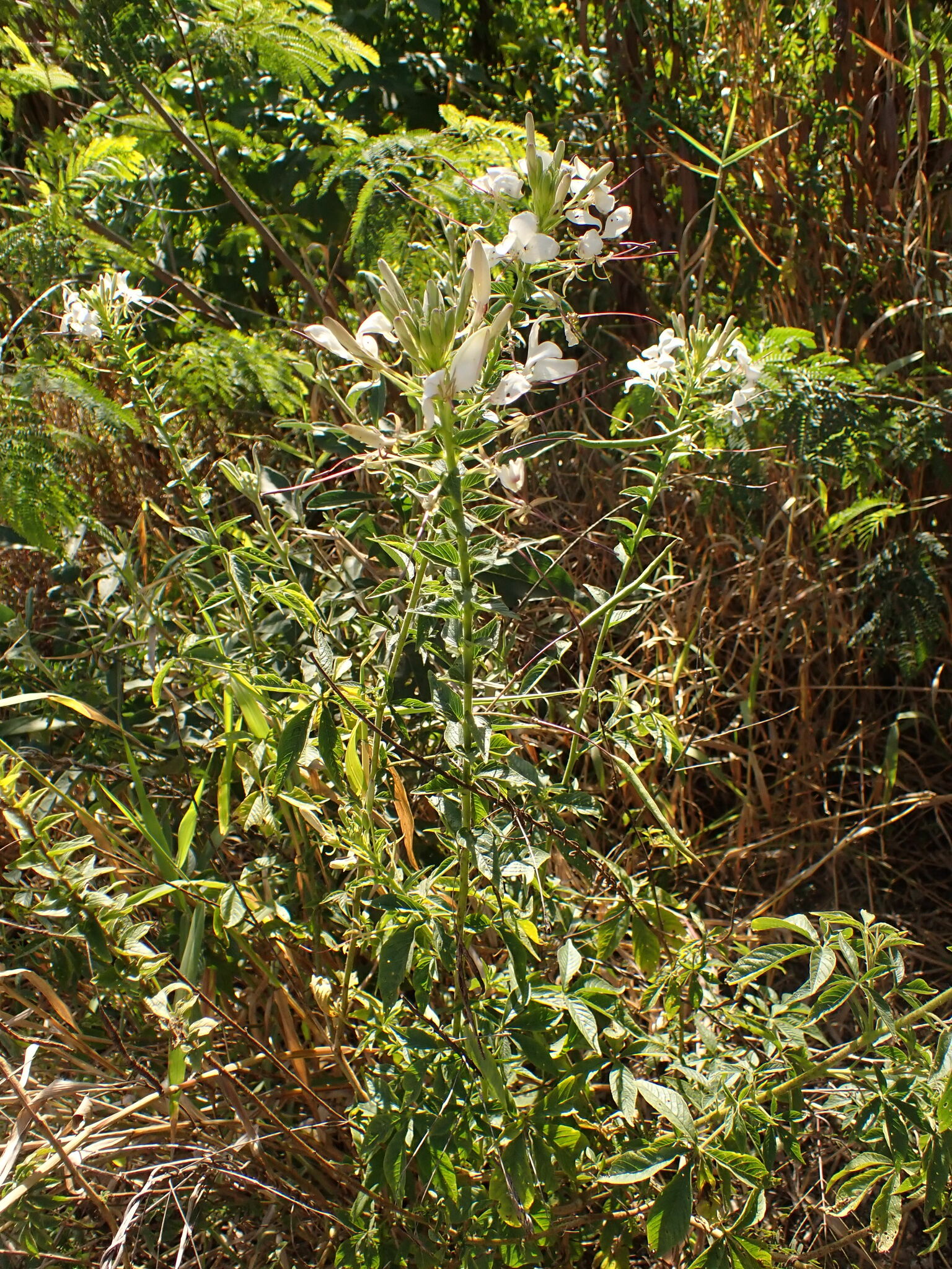 Photo of Spider flower (7/8)