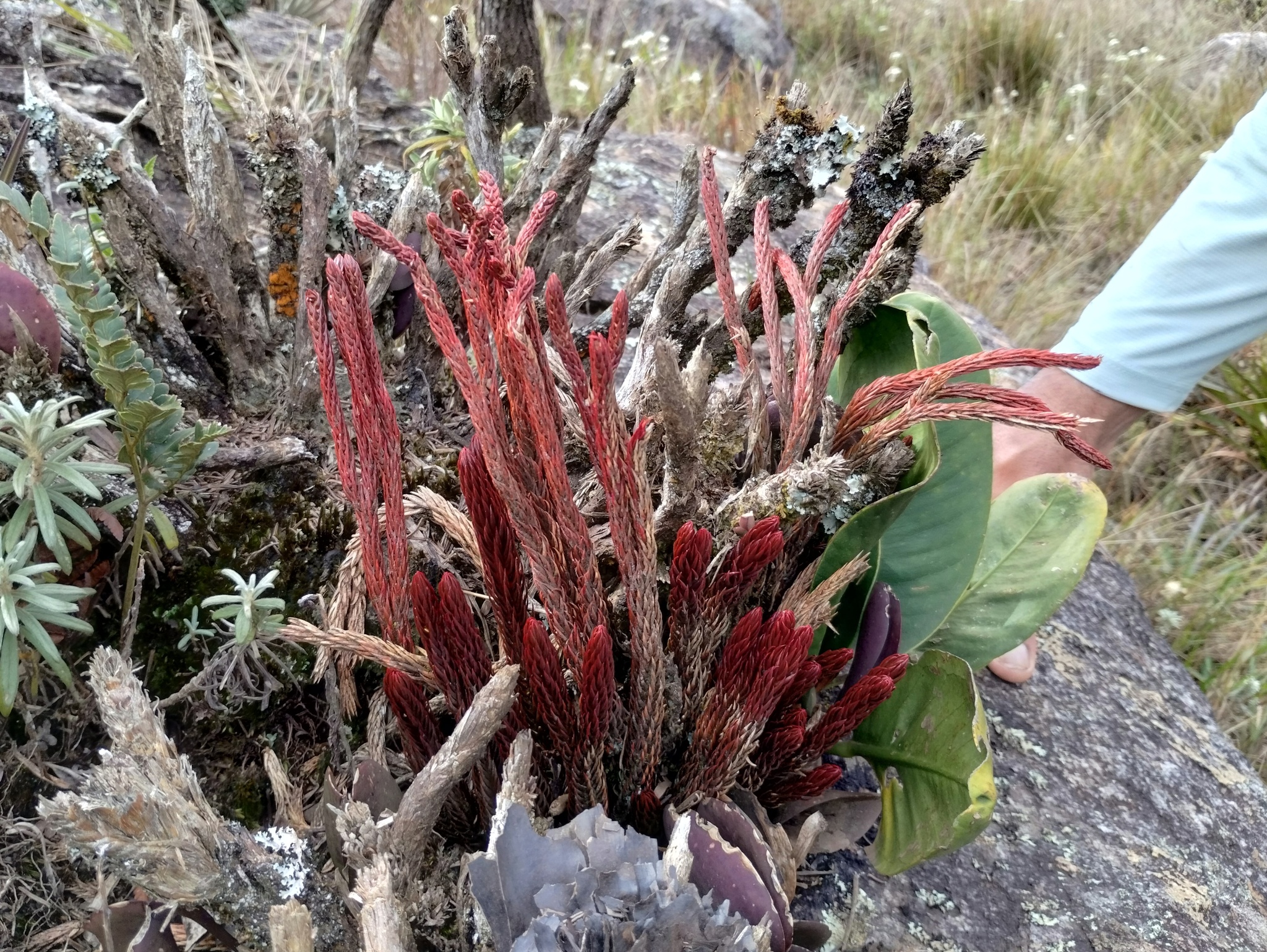 Photo of Phlegmariurus ruber (1/12)