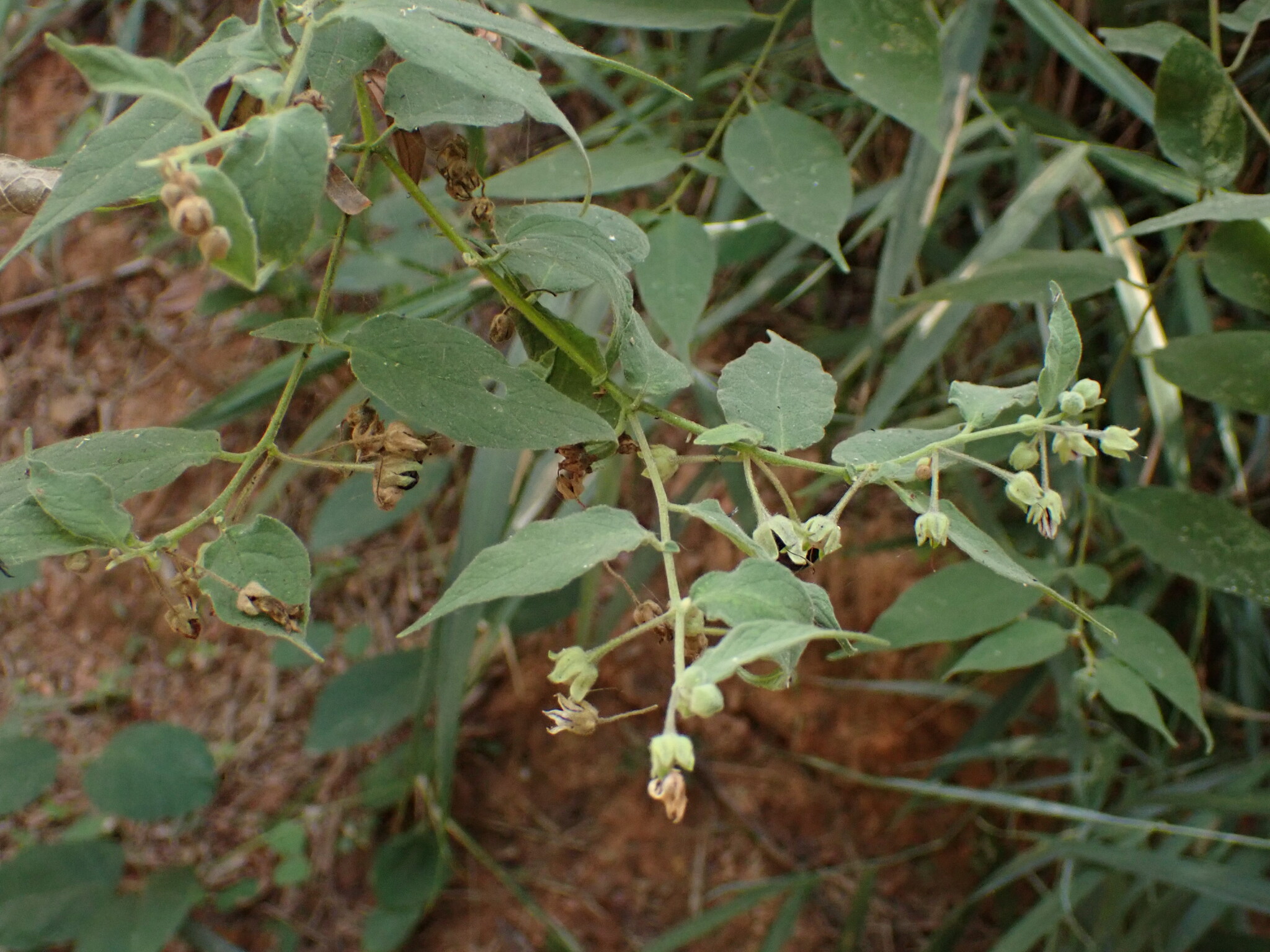Photo of Solanum didymum (4/8)