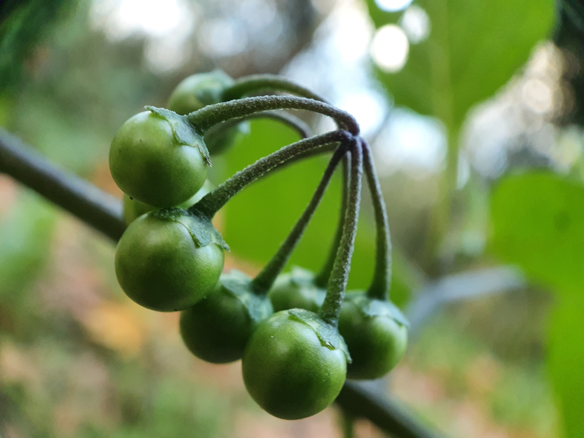Photo of black nightshade (3/8)