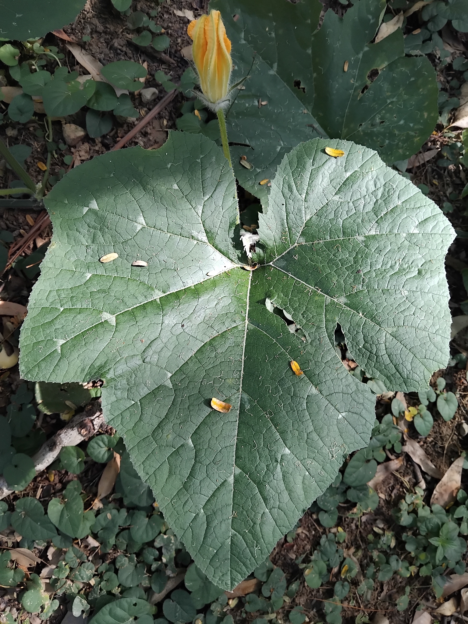 Photo of Cucurbita (4/7)