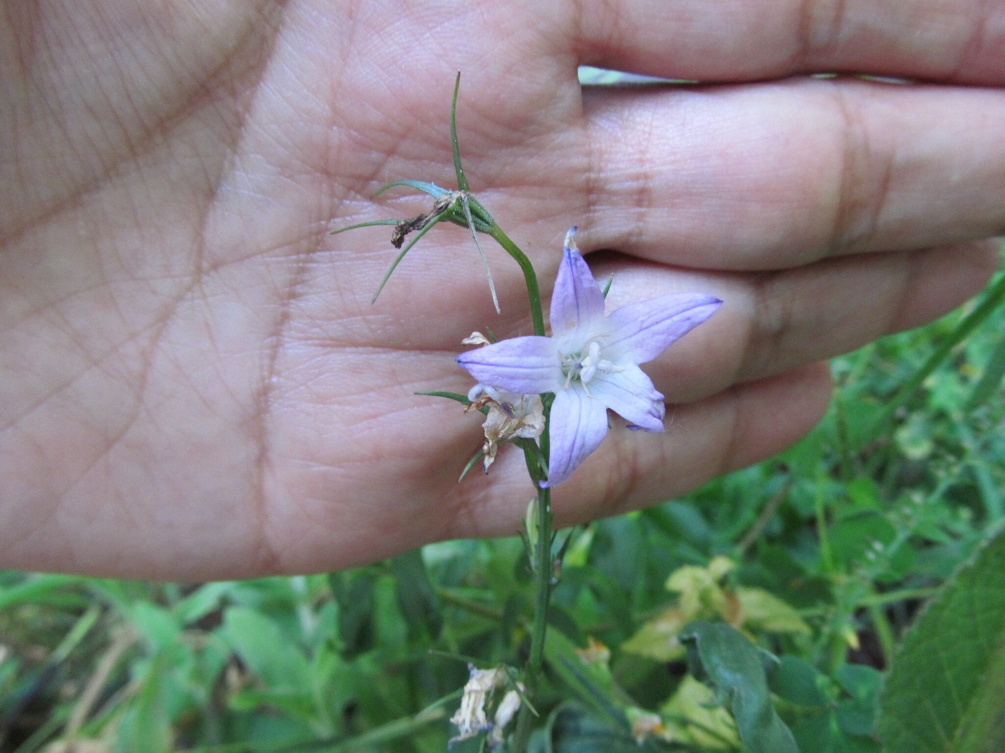 Photo of Rampion (4/12)