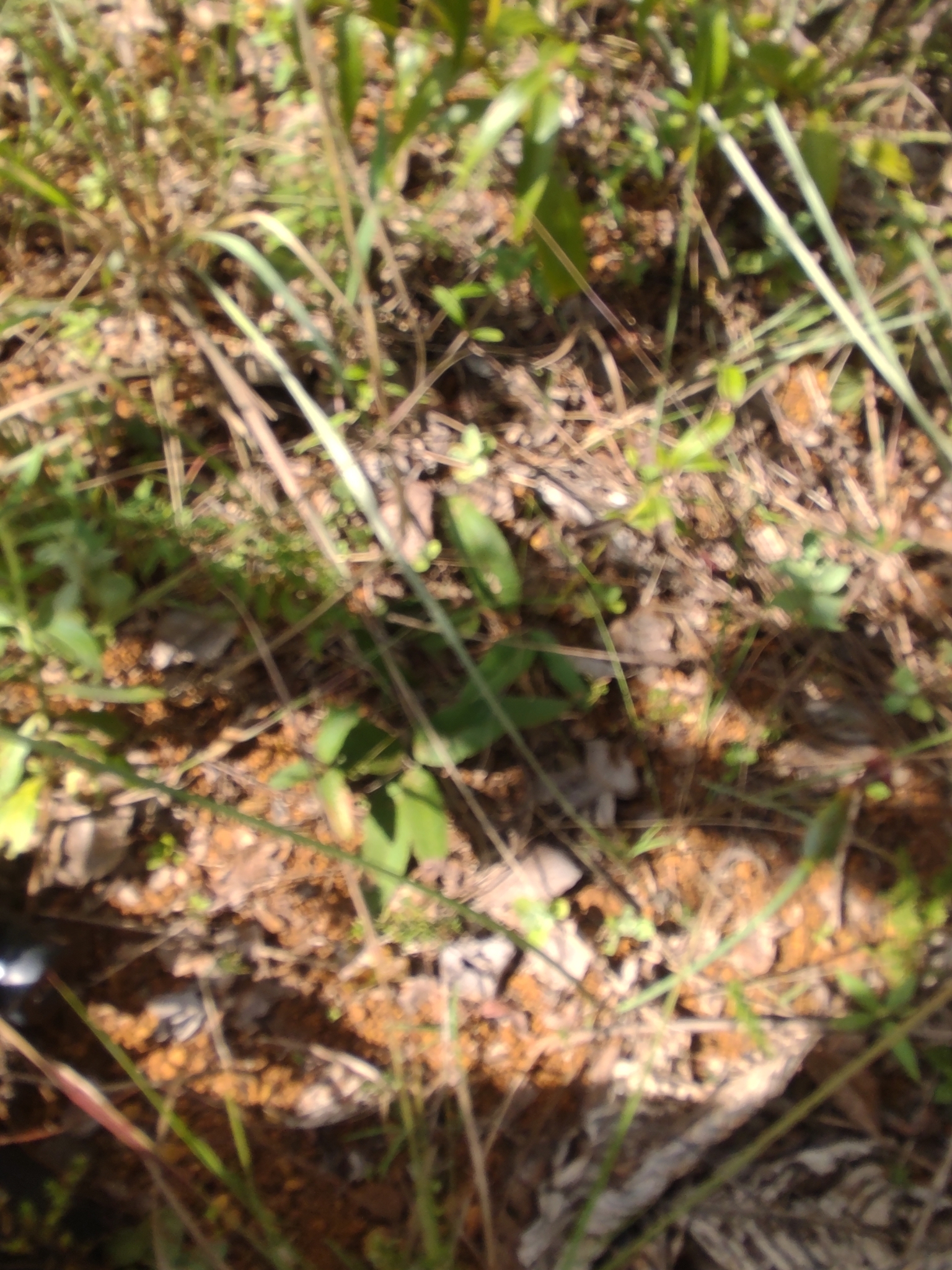 Photo of Trimezia juncifolia (4/7)