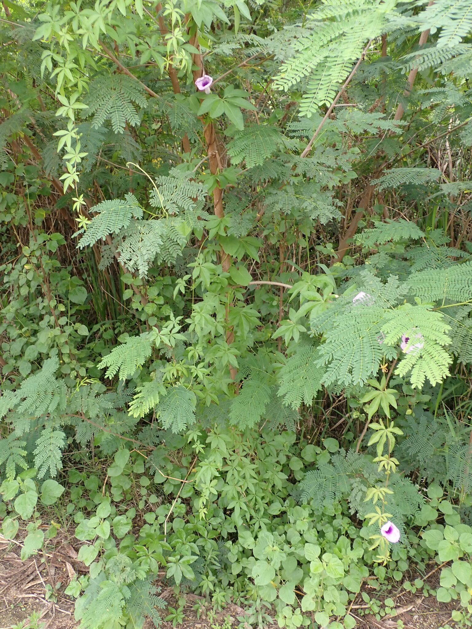 Photo of Mile-a-minute vine (3/12)
