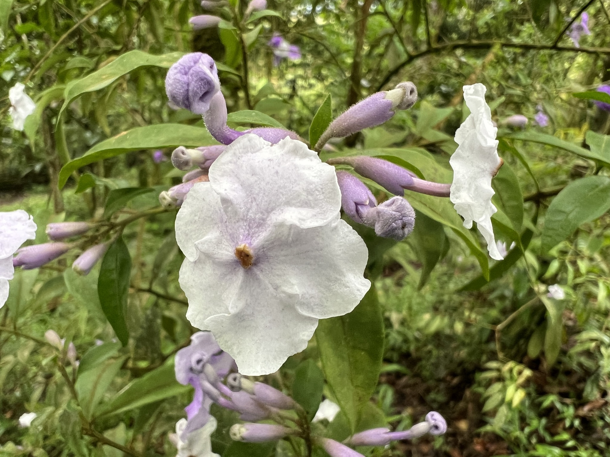 Photo of Angiospermae (2/8)