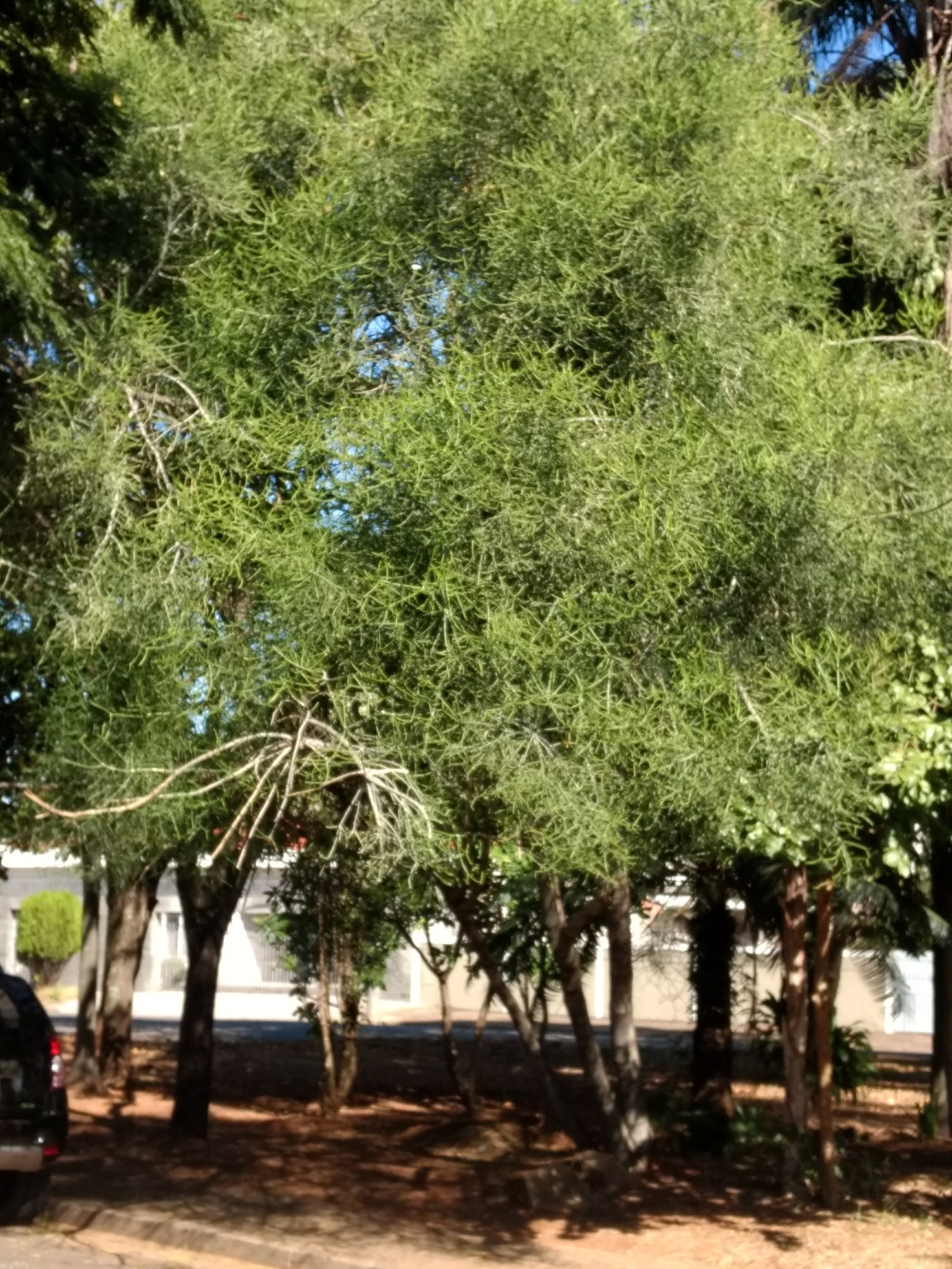 Photo of Plantae